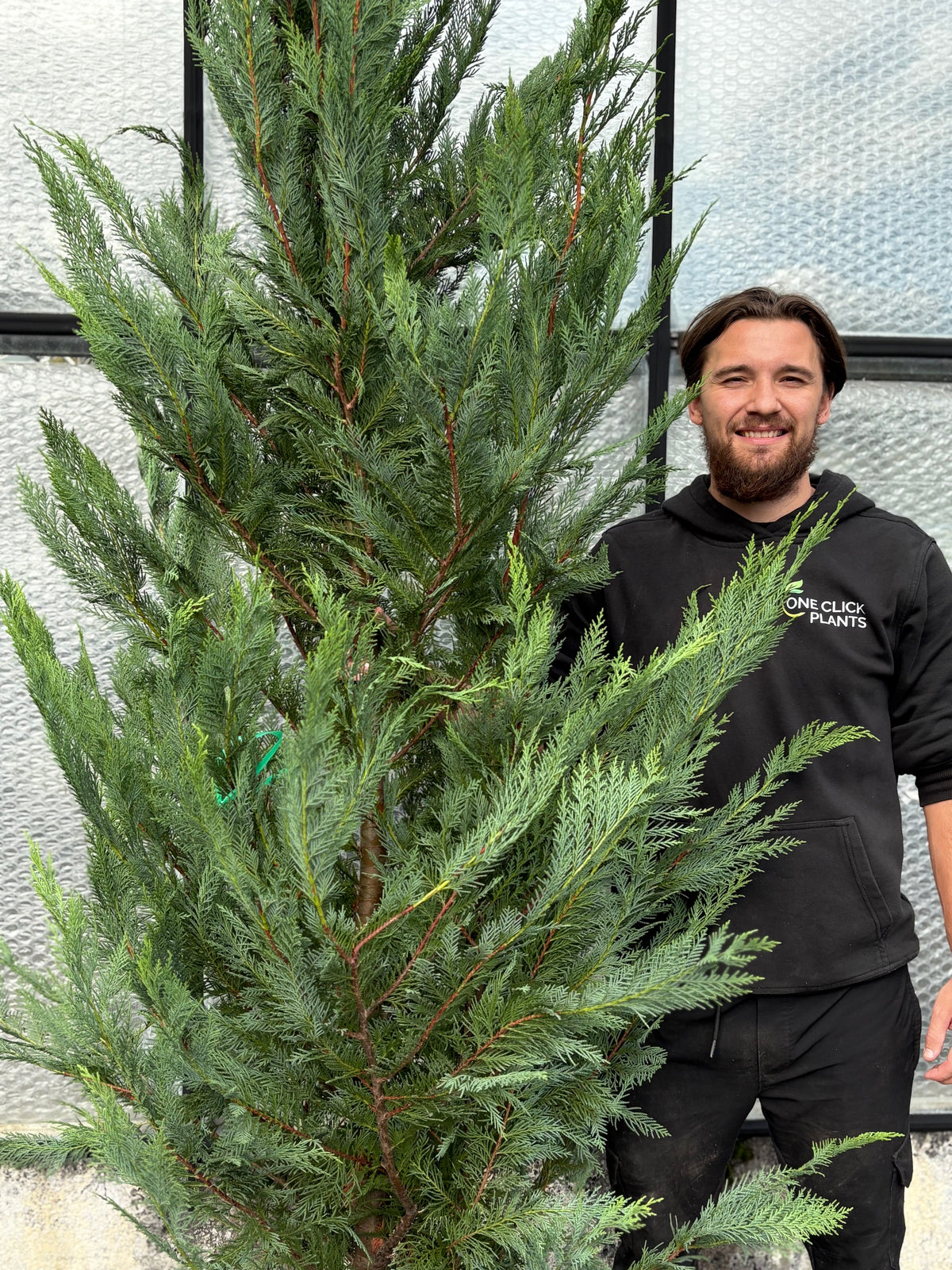 10-12ft Leylandii Green Cupressus Hedging Conifers (300-360cm) 35L