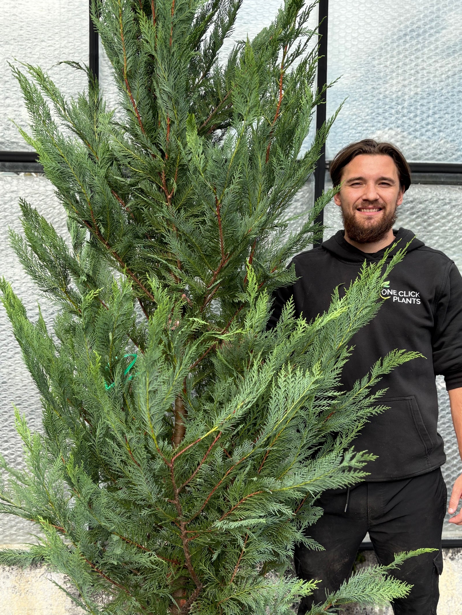 10-12ft Leylandii Green Cupressus Hedging Conifers (300-360cm) 35L