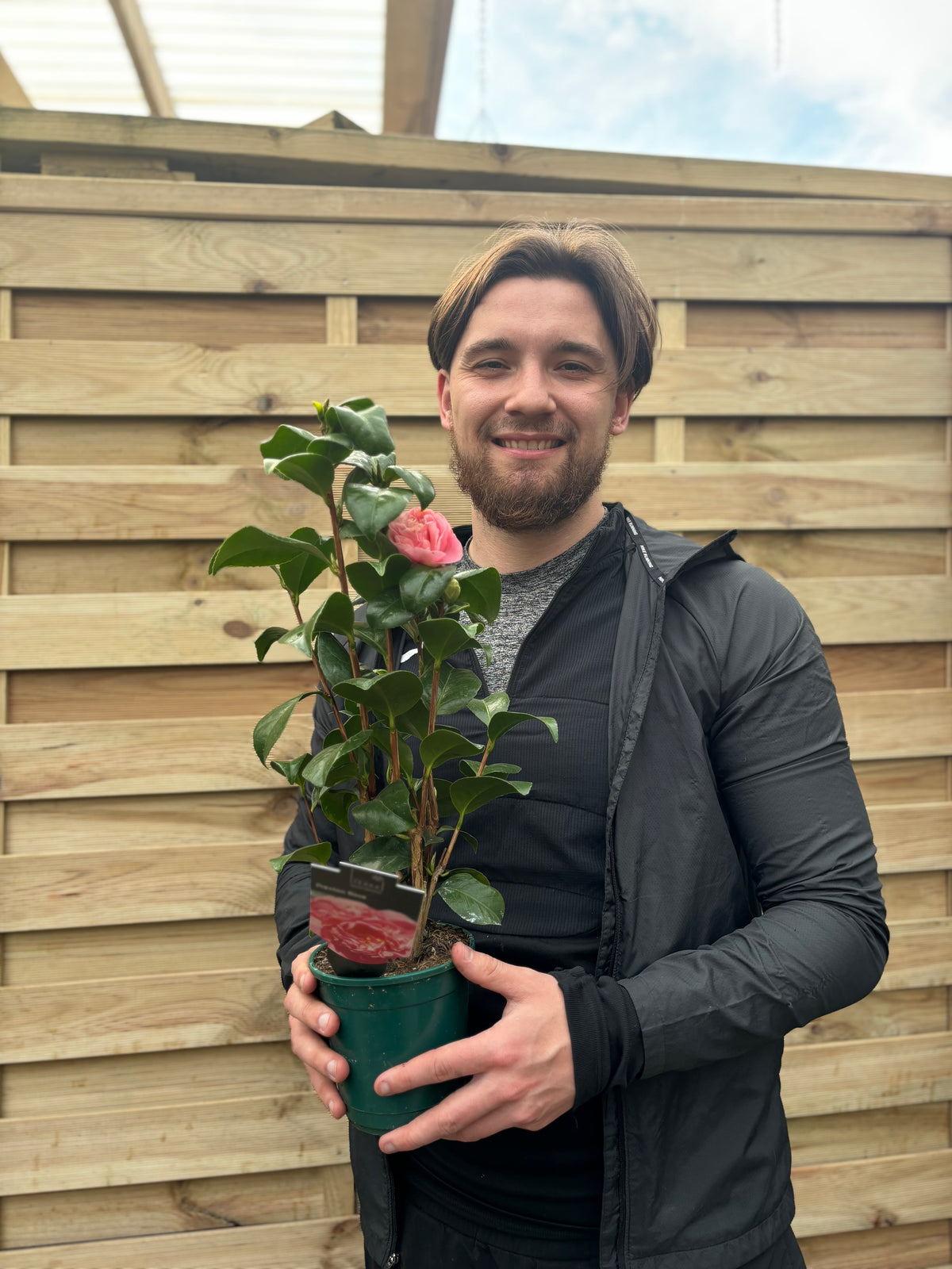 Camellia japonica &#39;Preston Rose&#39; 40-50cm