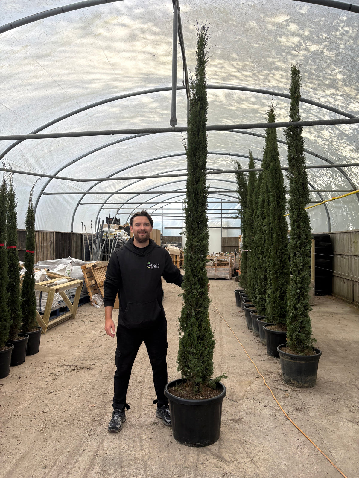 Cupressus sempervivrens Totem (Italian Cypress)