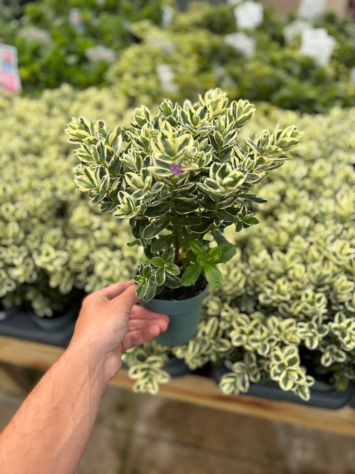 A hand holds a Variegated Hebe andersonii Katrina (1L/5L pot) with green and cream leaves. Similar low-maintenance plants are displayed on a wooden table in a garden center.