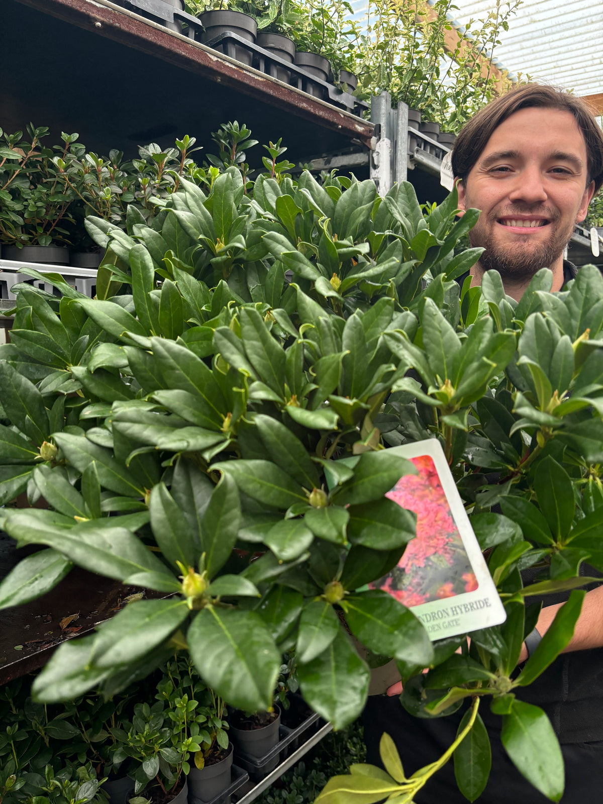 A person smiles behind a large shrub at a garden center with shelves of potted plants. In the foreground, a label for Rhododendron &#39;Golden Gate&#39; 5L featuring vibrant orange-pink flowers is visible.