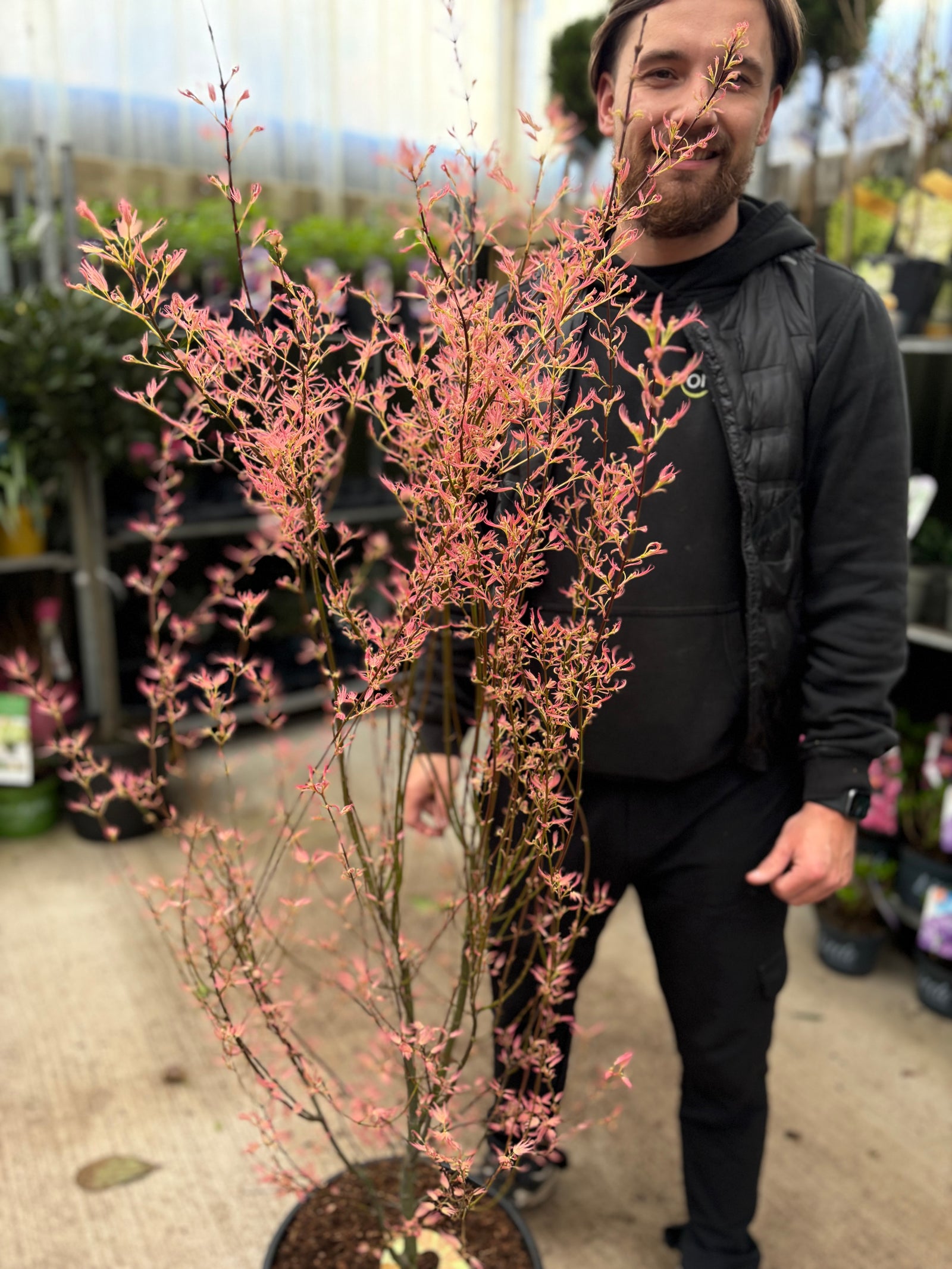 Acer palmatum 'Wilson's Pink' 20L