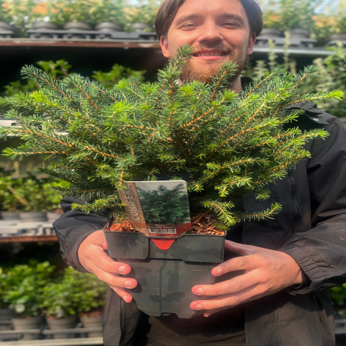 A smiling person holds a Picea omorika &#39;Karel&#39; 2L in a greenhouse or garden center, with other green plants and pots arranged on shelves in the background.