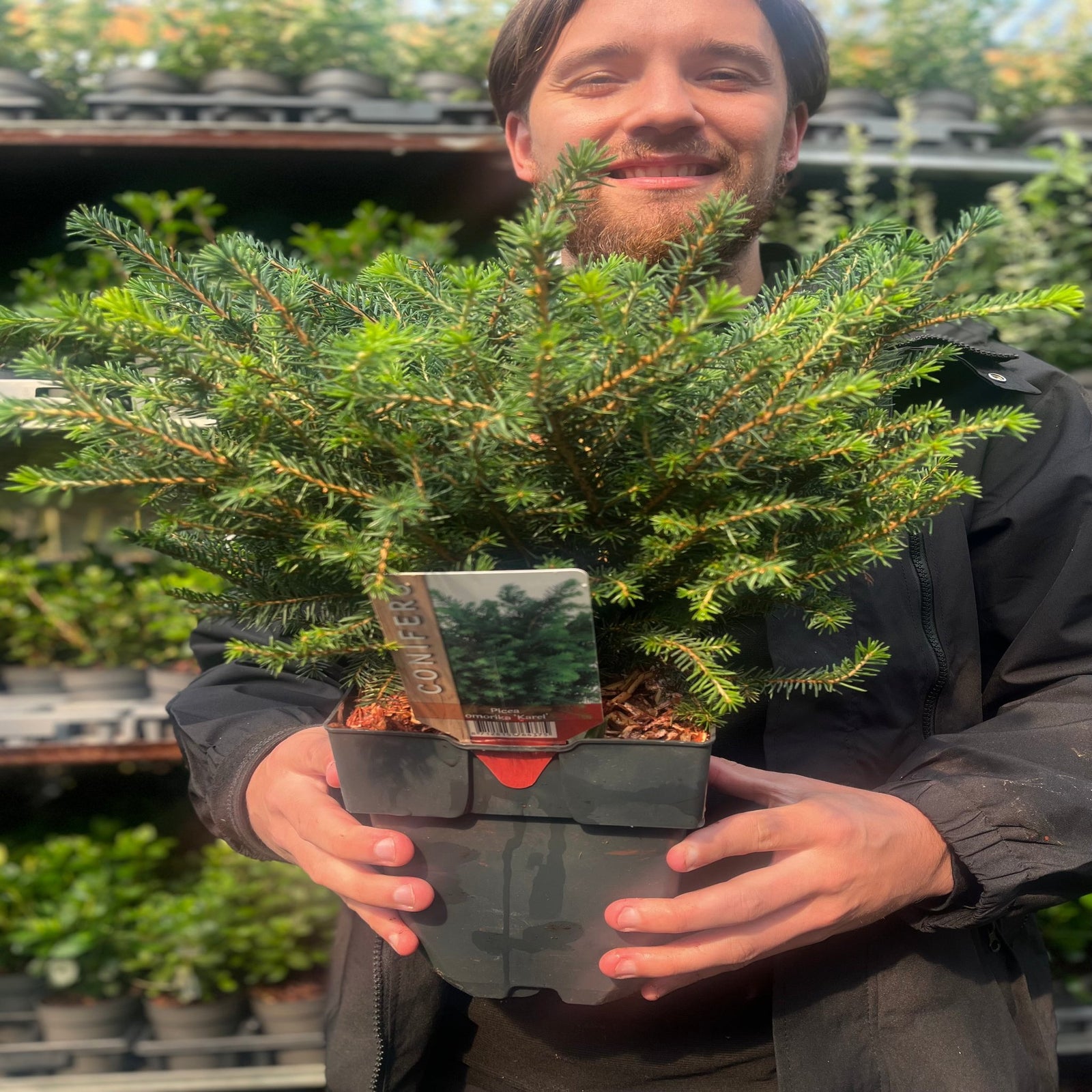 A smiling person holds a Picea omorika 'Karel' 2L in a greenhouse or garden center, with other green plants and pots arranged on shelves in the background.