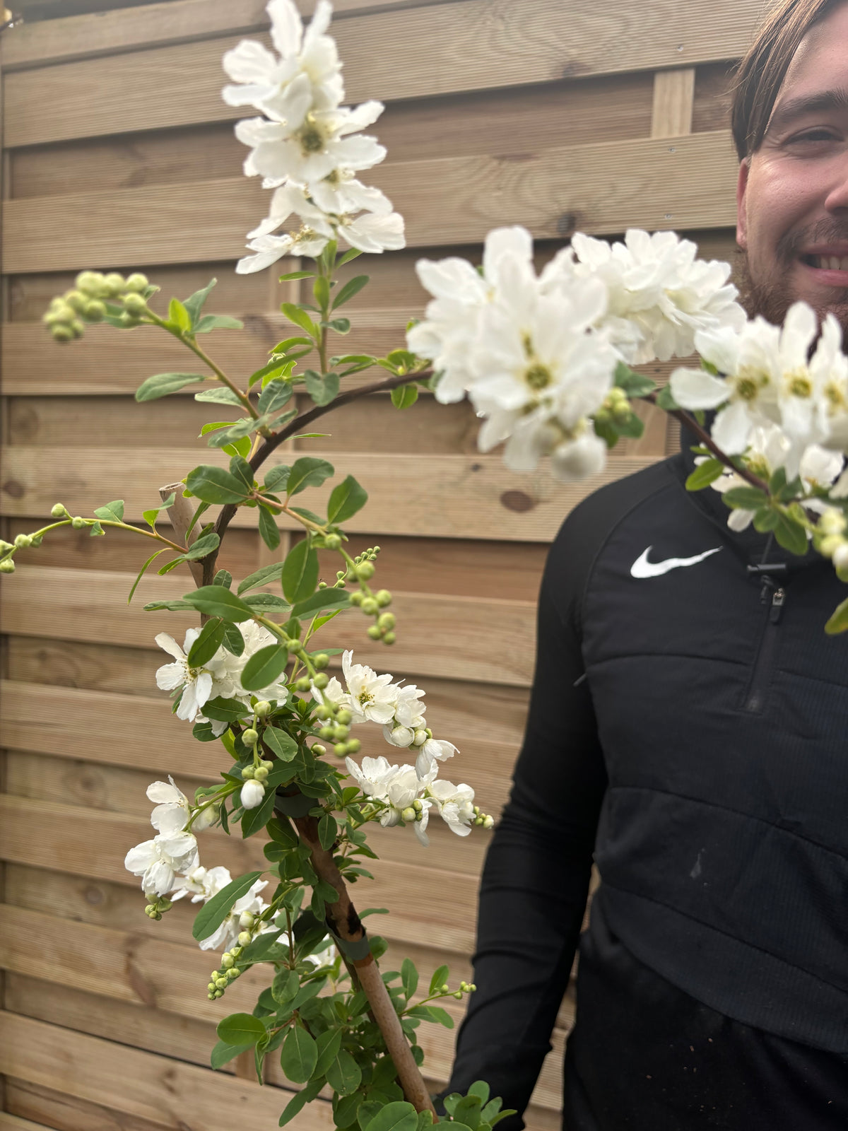 Exochorda × macrantha &#39;The Bride&#39;  2L