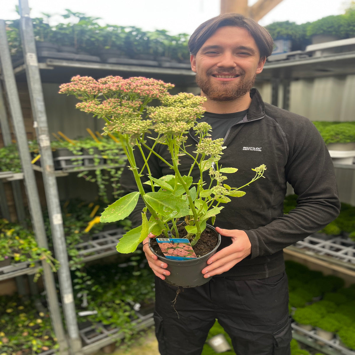 Sedum &#39;Herbstfreude&#39; 2L