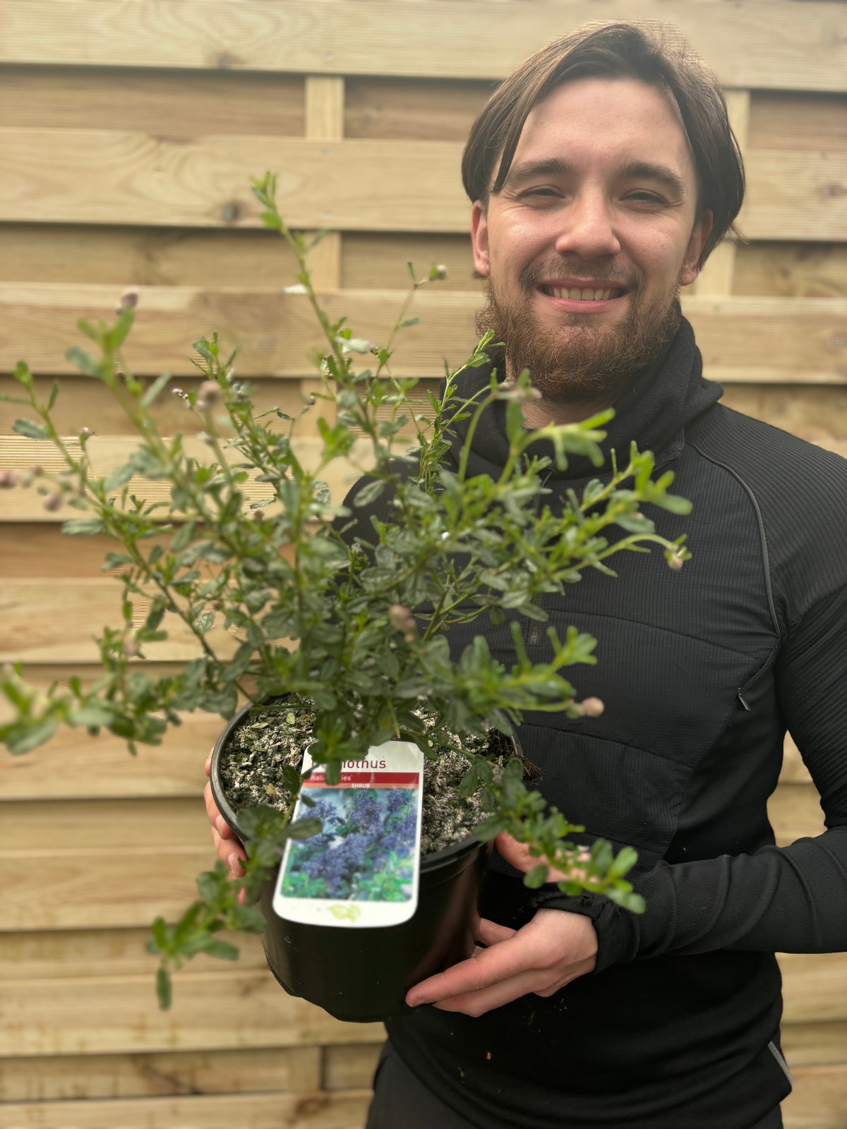 A person in a black jacket smiles while holding a Ceanothus &#39;Italian Skies&#39; (Californian Lilac) 3L, an evergreen shrub with green foliage, in front of a wooden fence. A white label is attached to the plant’s pot.