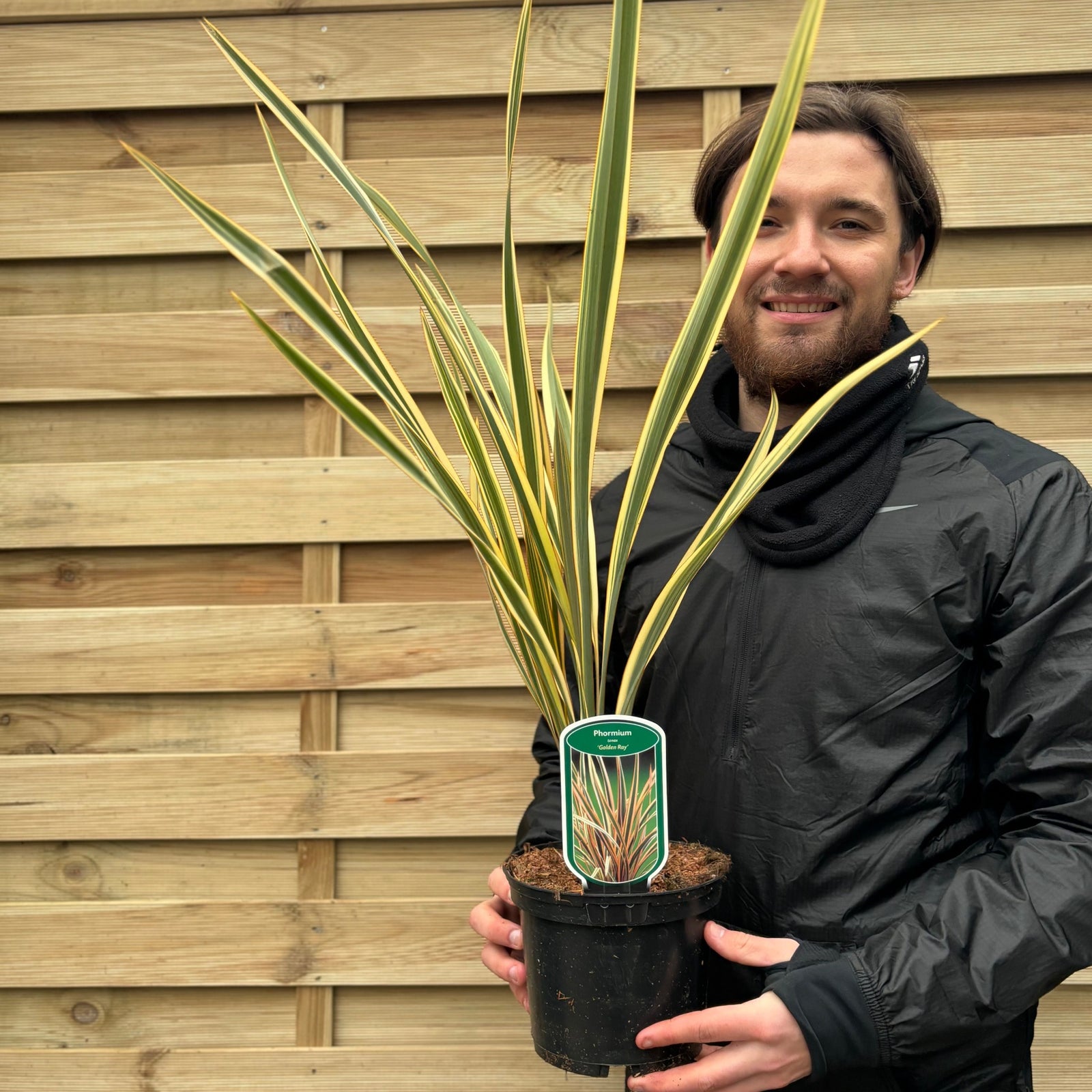 Phormium 'Gold Ray' 9cm / 2L