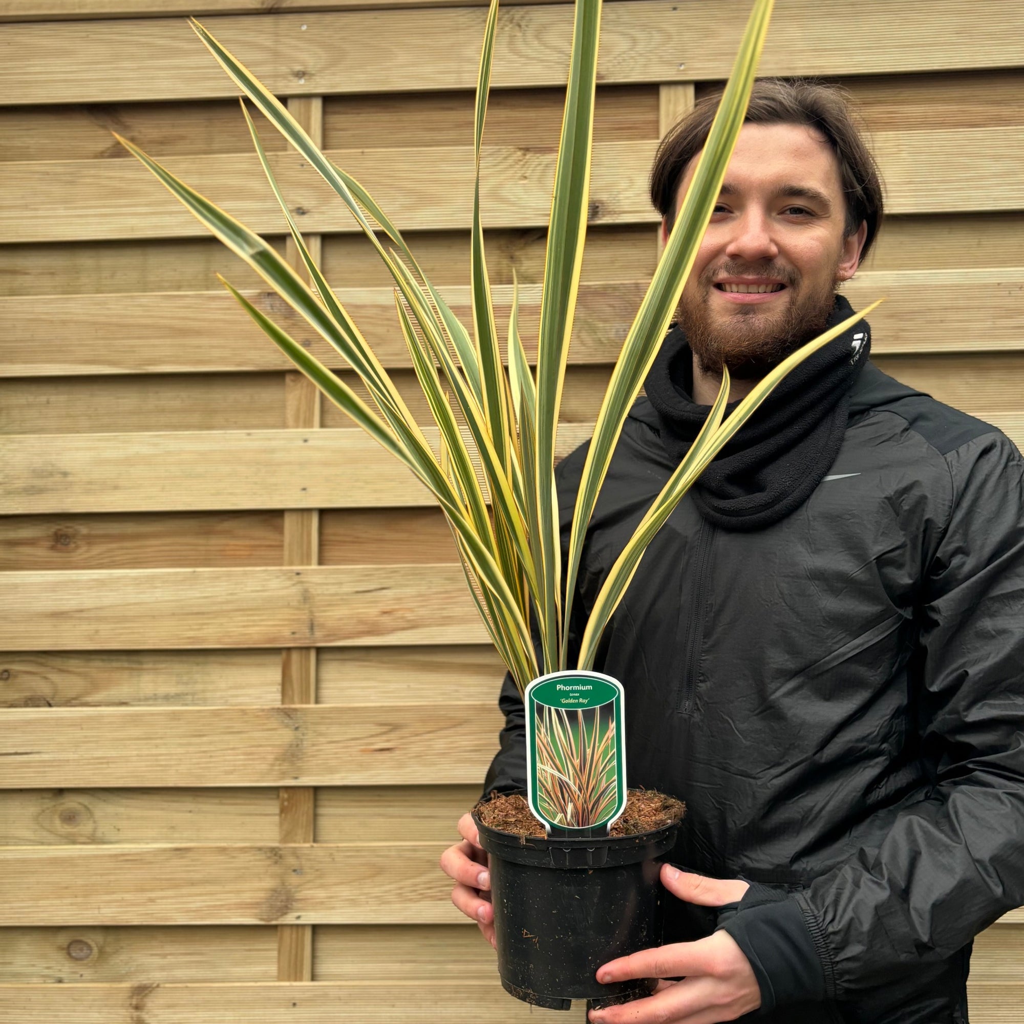 Phormium 'Gold Ray' 50-60cm