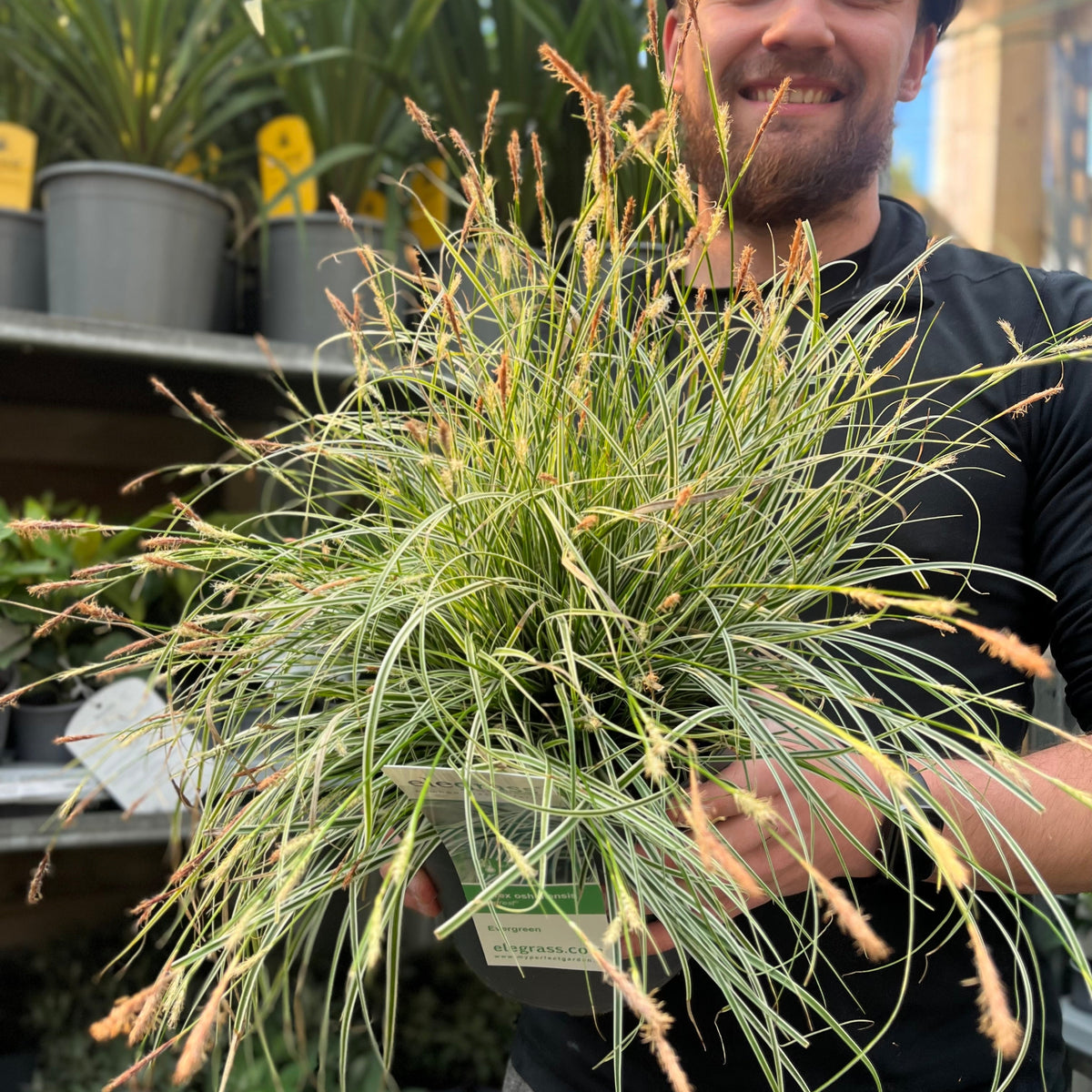 A smiling person in a black shirt holds a potted Carex - Everest | Ornamental Grass 9cm / 1L / 2L with green and cream-striped leaves and brown seed heads, standing in a garden center among other easy-care potted plants.