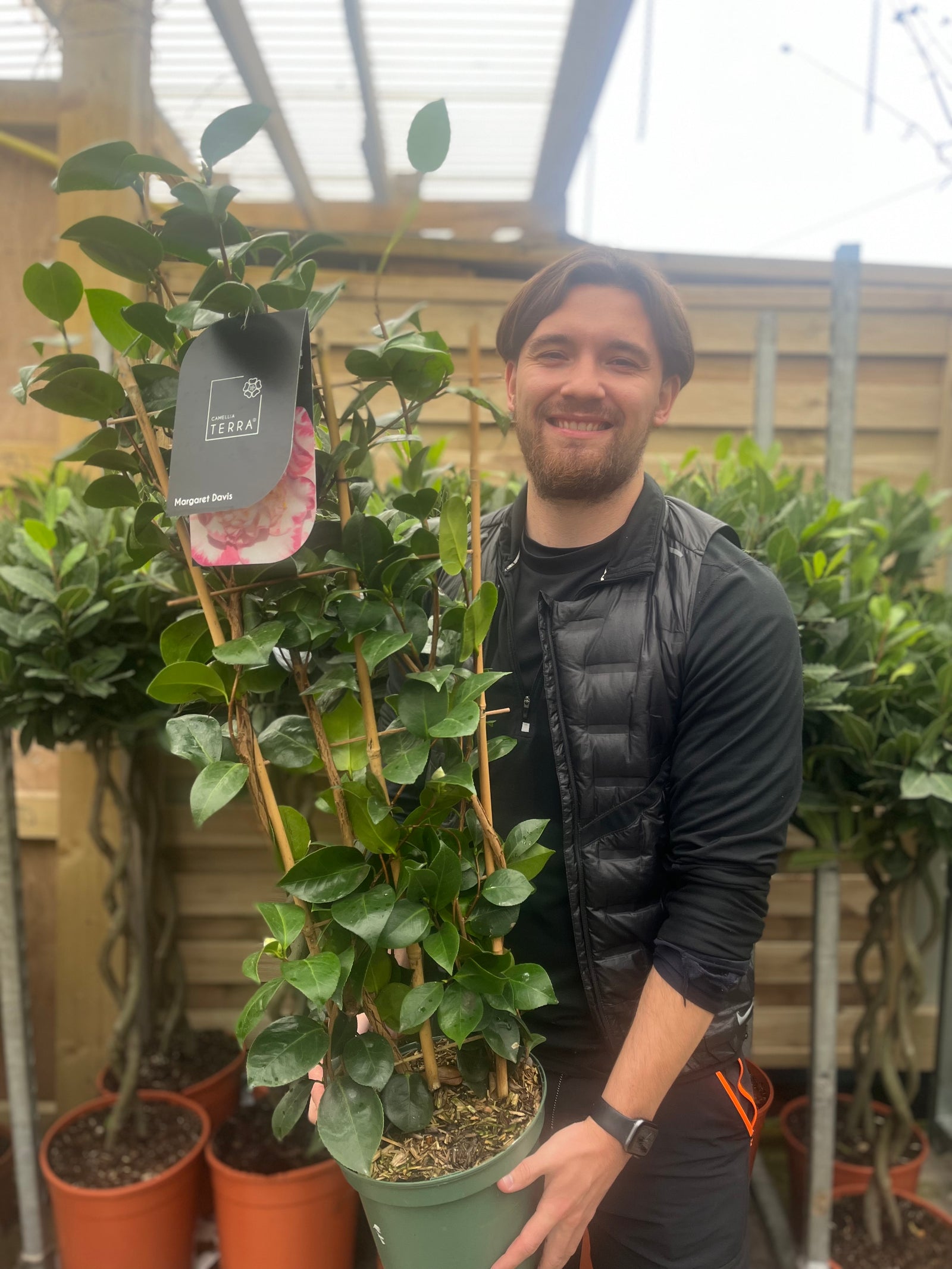 Camellia on frame 'Margaret Davis' 5L (100cm)