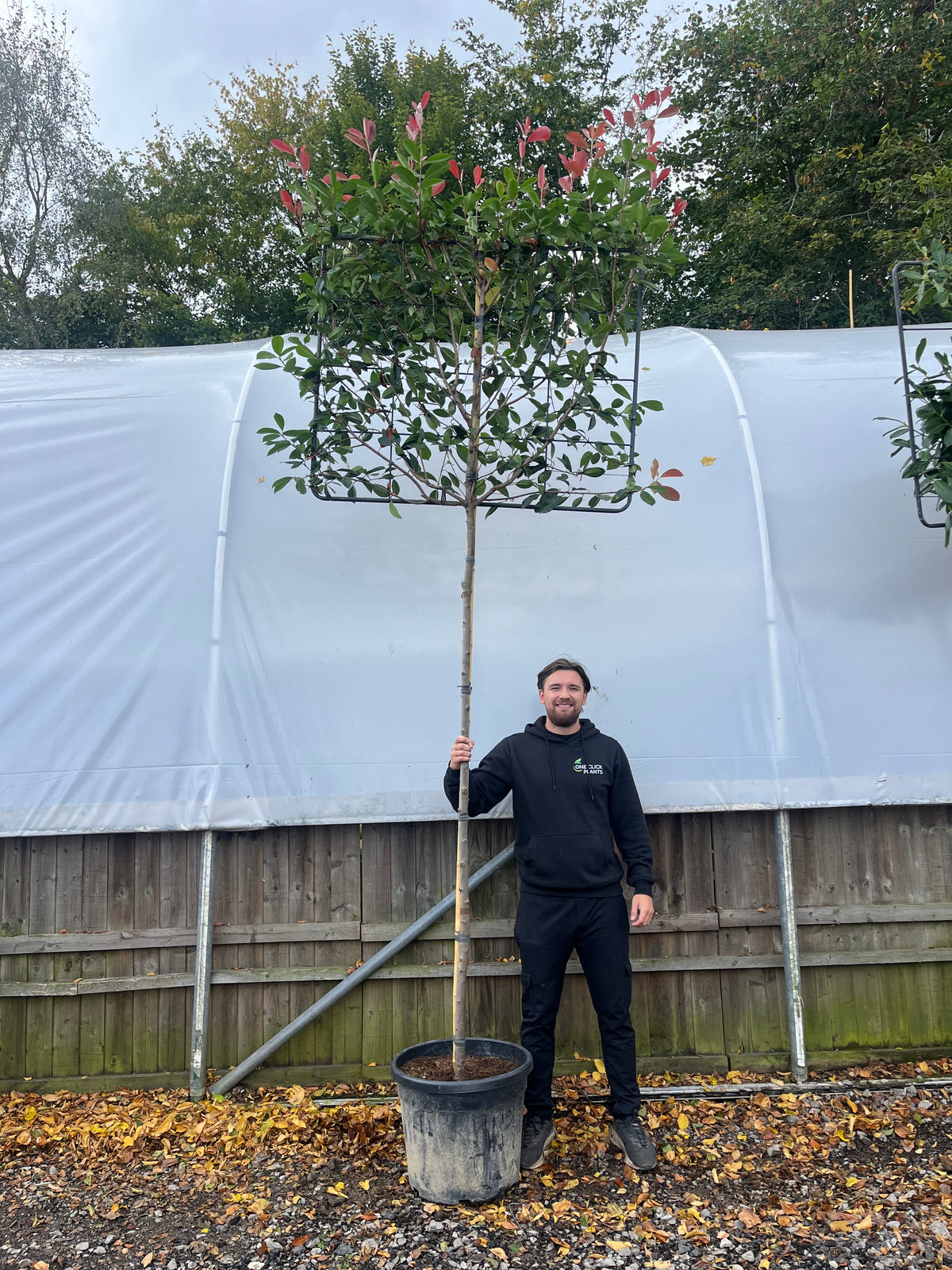 A man in black stands outdoors, holding a Photinia &#39;Red Robin&#39; Pleached Tree (1.8m stem, 1.2m x 1m metal frame)—perfect for evergreen screening and above-fence privacy—before a wooden fence and large white greenhouse.