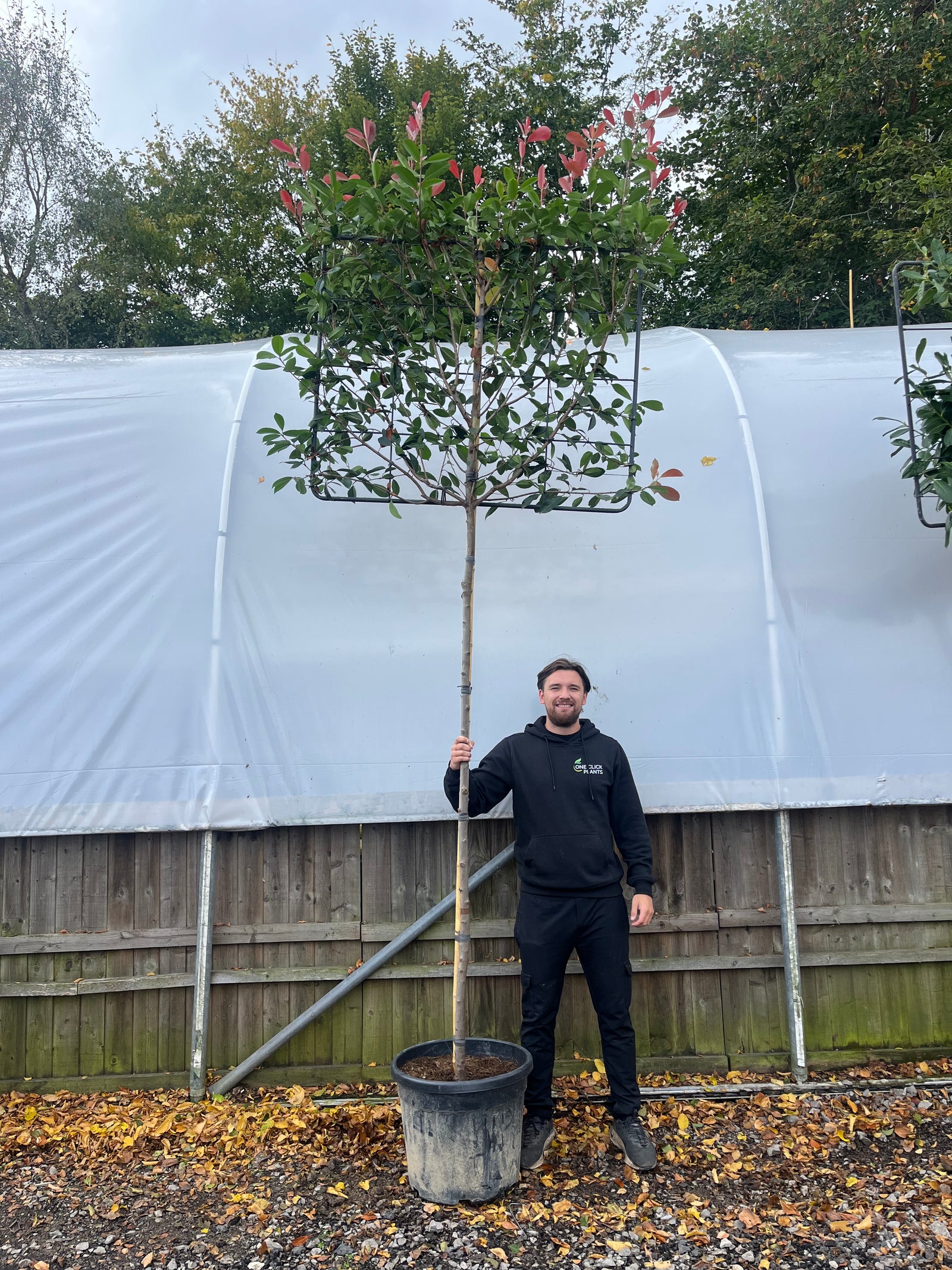 A man in black stands outdoors, holding a Photinia 'Red Robin' Pleached Tree (1.8m stem, 1.2m x 1m metal frame)—perfect for evergreen screening and above-fence privacy—before a wooden fence and large white greenhouse.