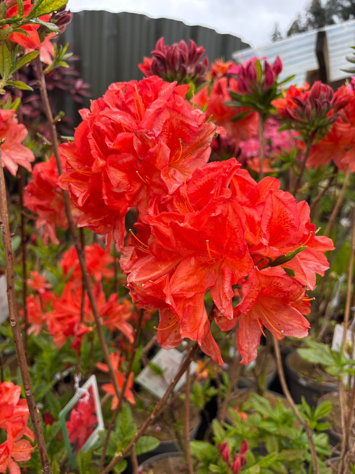 Azalea knaphill &#39;Satan&#39; 5L (80-90cm inc. pot)