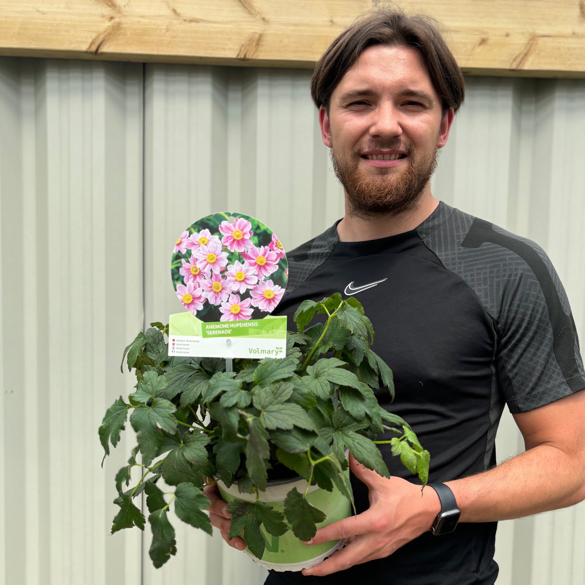 A bearded man with brown hair, wearing a black Nike shirt, stands outdoors holding an Anemone hupehensis &#39;Alando Rose&#39; 4L. Behind him are a light-colored fence and a wooden beam.