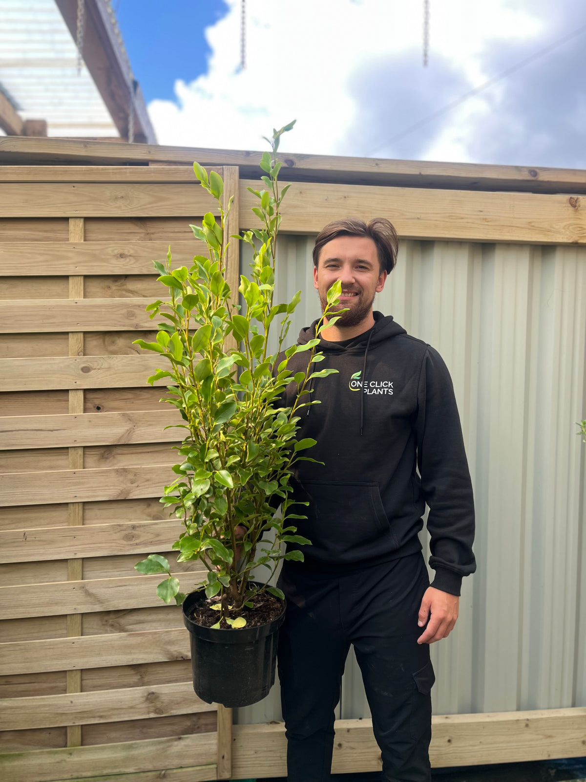 A man in a black hoodie holds a 4-5ft Griselinia littoralis (120-150cm) 7L plant, standing outdoors by a wooden and metal privacy screen under a partly cloudy sky.