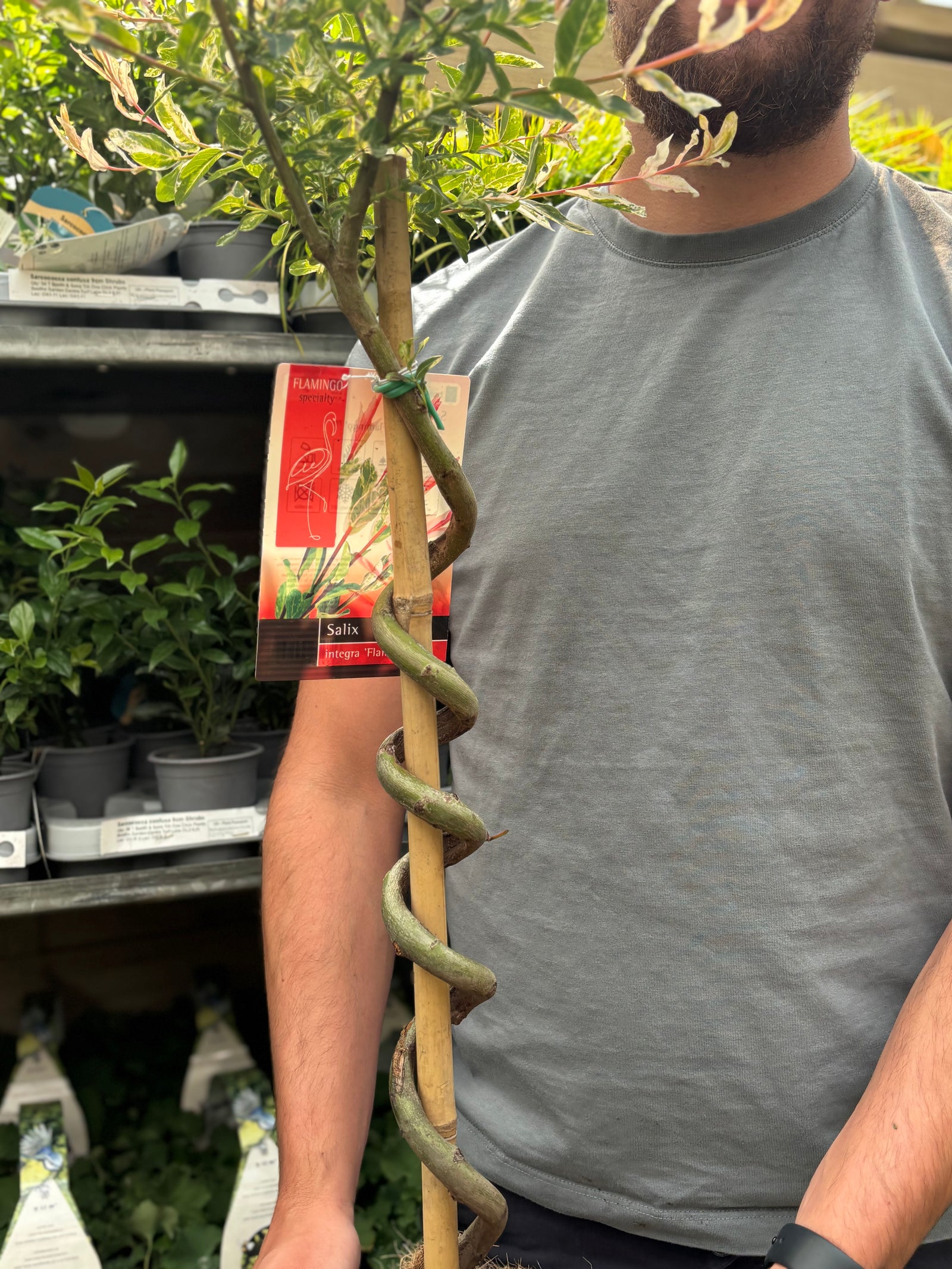 Salix intergra 'Hakuro - Nishiki' SPIRAL Flamingo Dwarf Willow Tree (80-90cm)