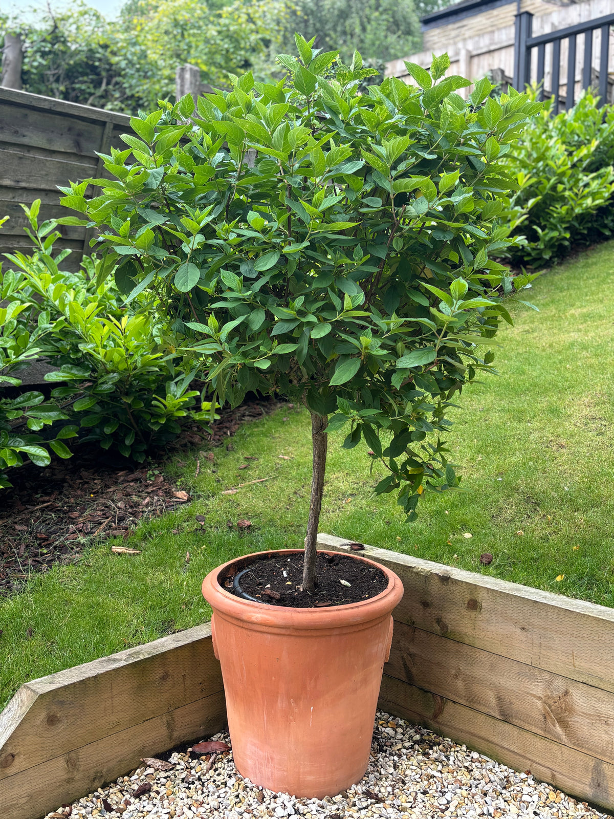 The Hydrangea Limelight Tree in Terracotta Pot (150-180cm including the pot) stands on gravel in a corner of a landscaped garden with wooden borders and grass, making it an attractive addition to your outdoor space.