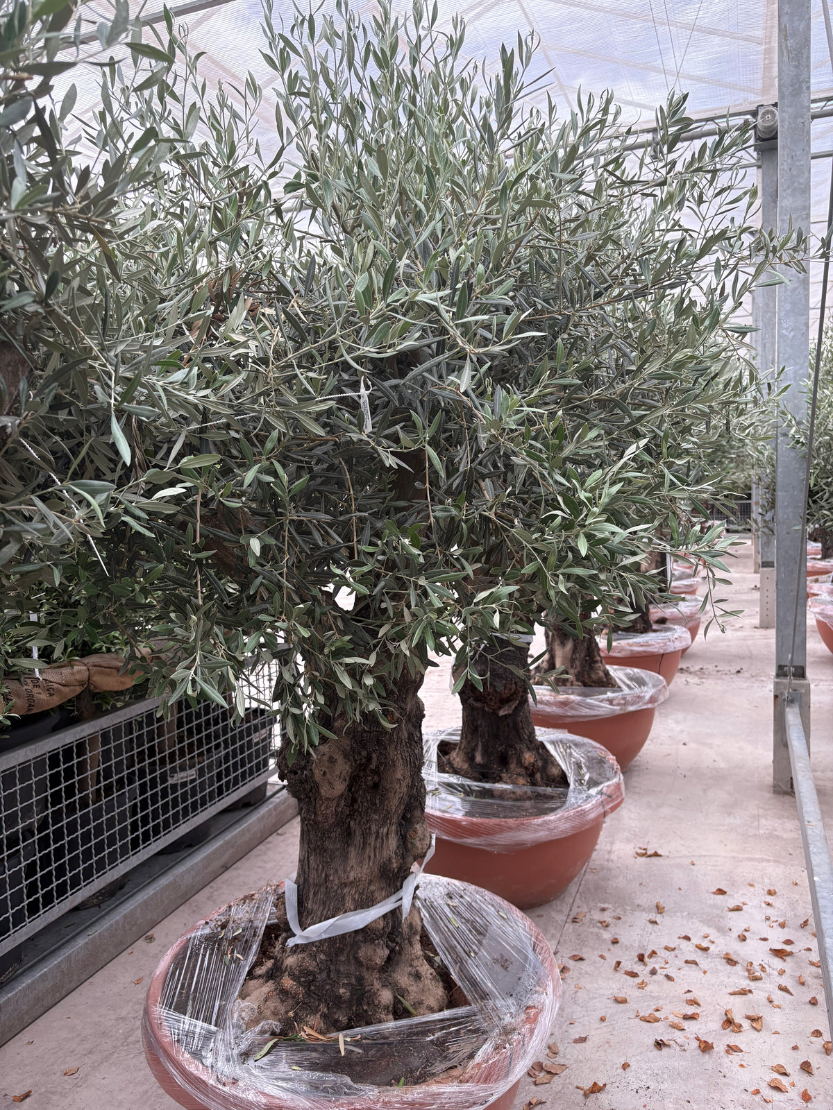 Olive Tree 160L Terracotta Bowl 210-240cm