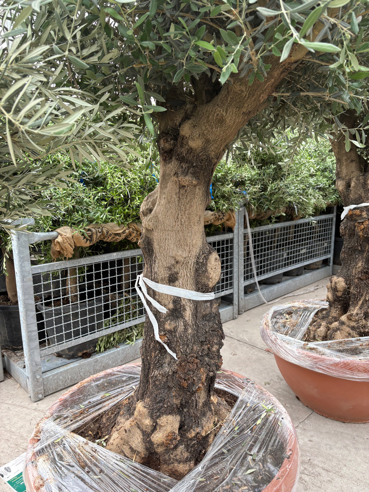 Olive Tree 160L Terracotta Bowl 210-240cm