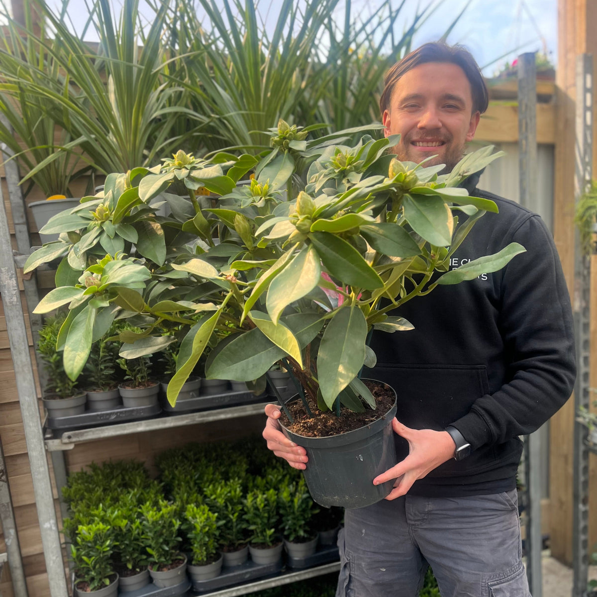 Rhododendron hybride &#39;Dr. A Schweitzer&#39; 5L (60-70cm inc. pot)