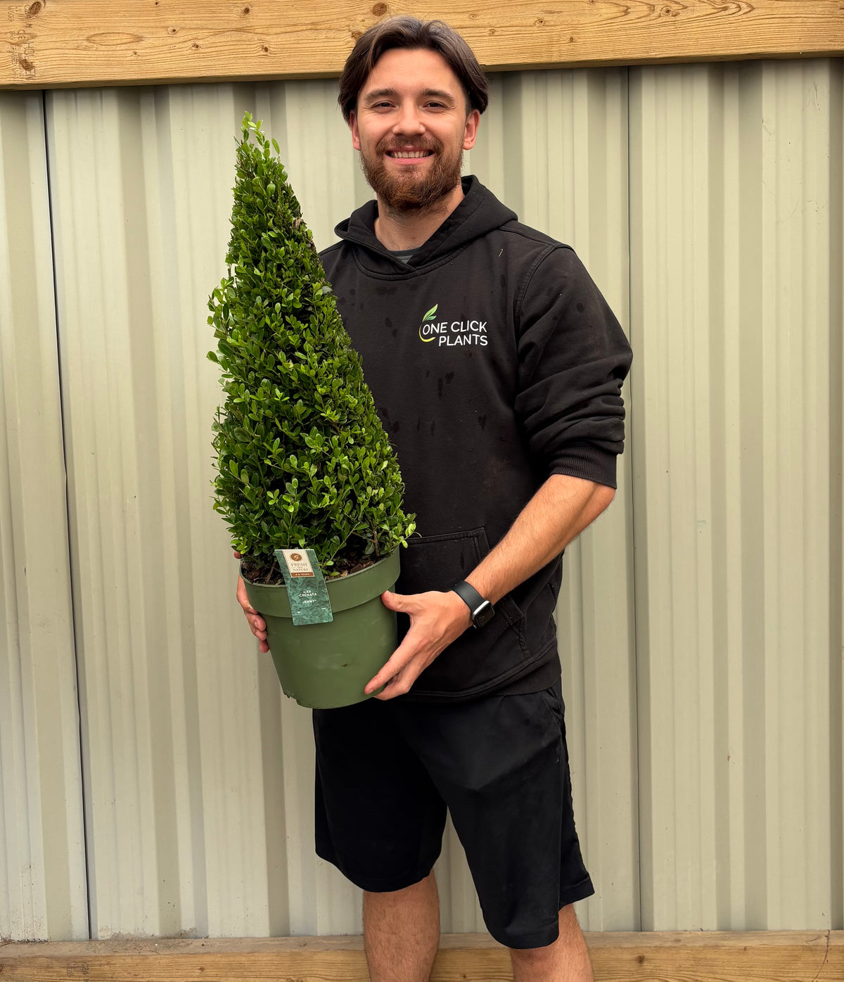 Ilex crenata 'Jenny' Cone 4L (70-80cm inc. pot)