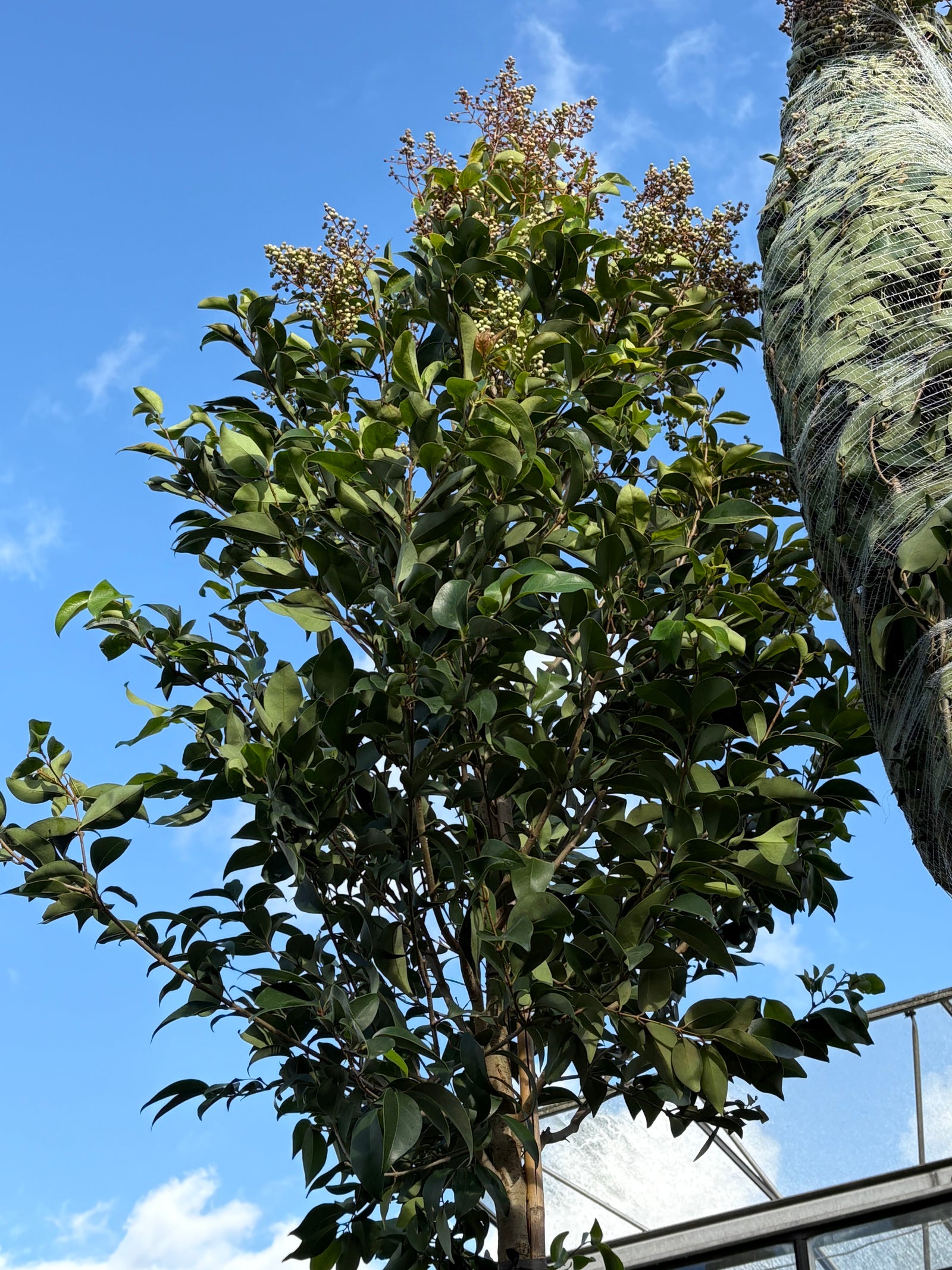 Standard Ligustrum japonicum 1.8m Thick Stem, Bushy XL Head (3m Overall Height) 60L