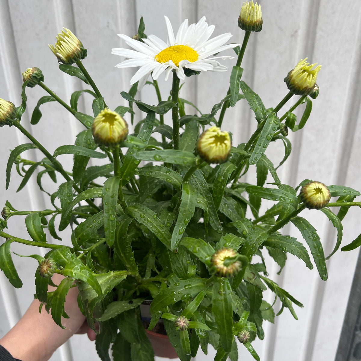 A hand holds a Leucanthemum x superbum &#39;Madonna&#39; 9cm/1.5L, a drought-tolerant perennial, showing one white bloom and yellow-green buds with water droplets on the leaves against a light corrugated background.