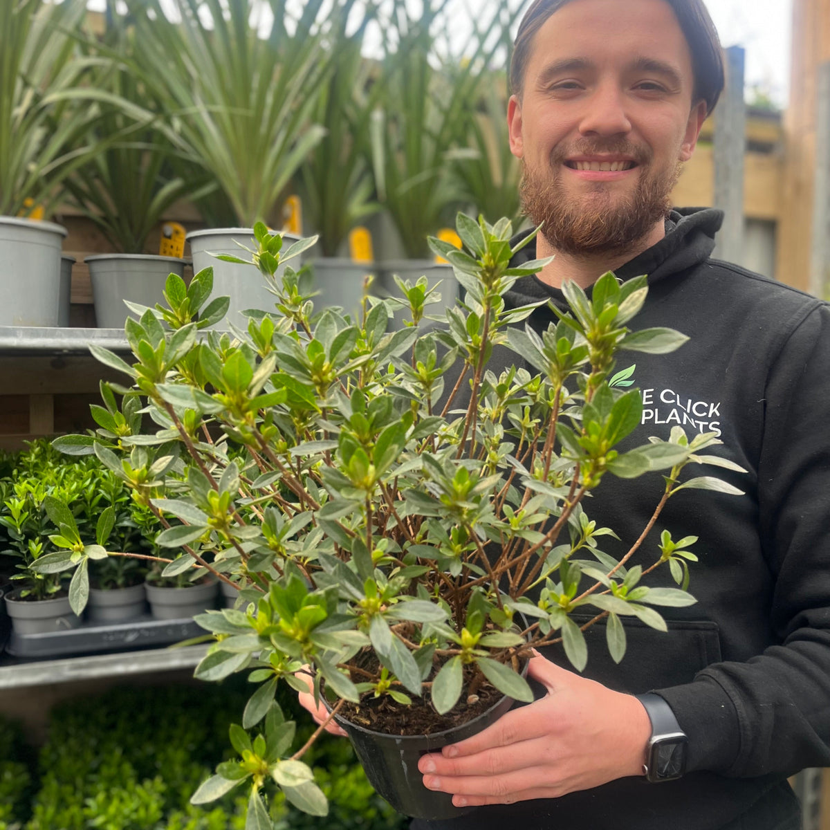 A smiling man in a black sweatshirt holds an Azalea &#39;Hendrik&#39;s White&#39; 2L plant in a garden center, surrounded by vibrant displays and shelves of evergreen shrubs and pots in the background.