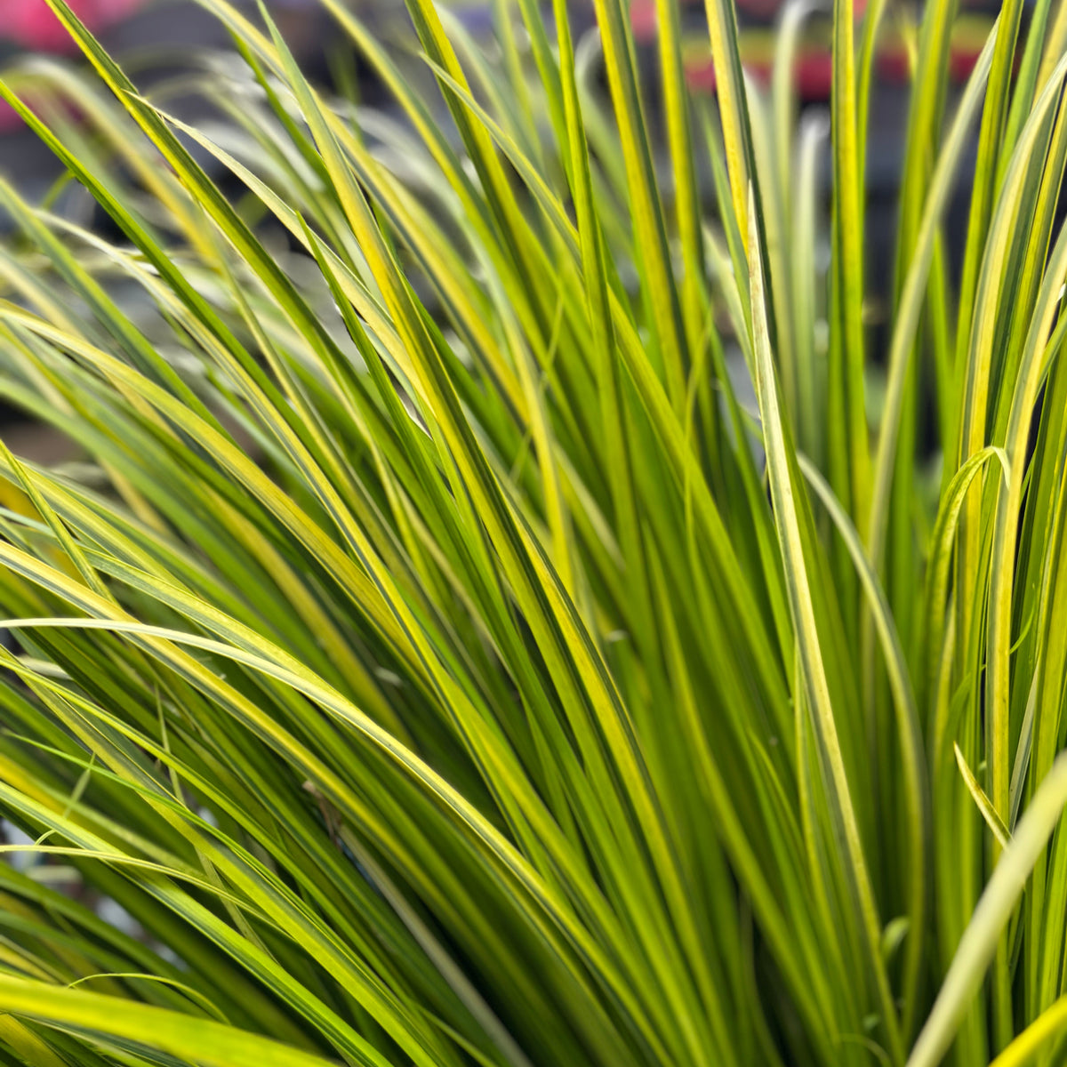 Acorus gramineus &#39;Ogon&#39; 3L