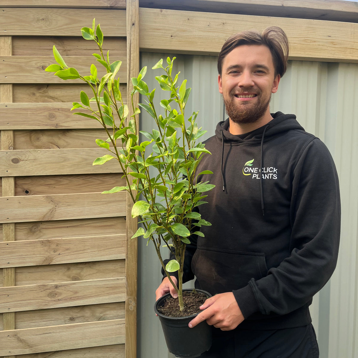 3ft Griselinia llitoralis (90cm+) 2L