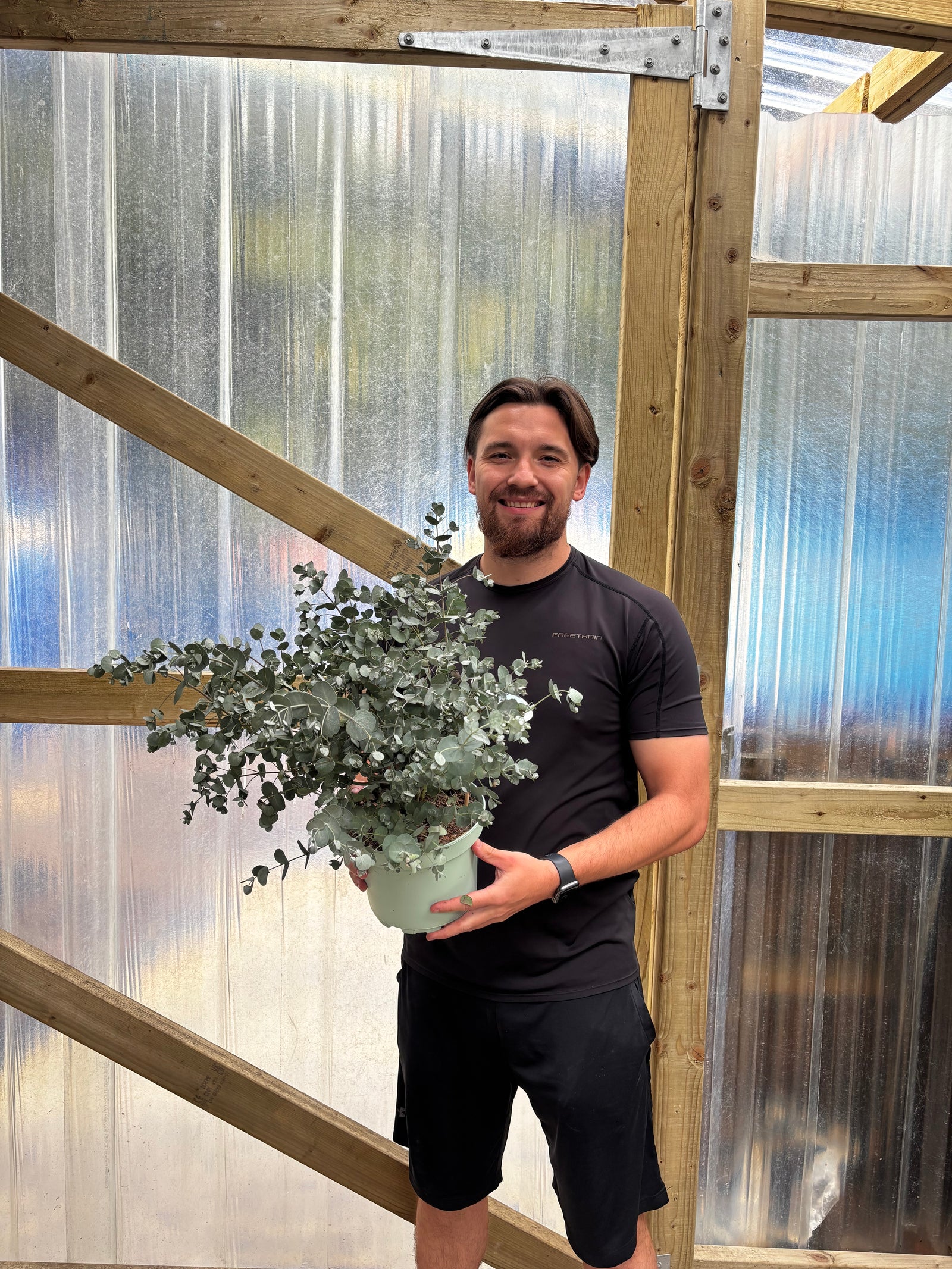 Eucalyptus gunnii Louis 9cm-3L