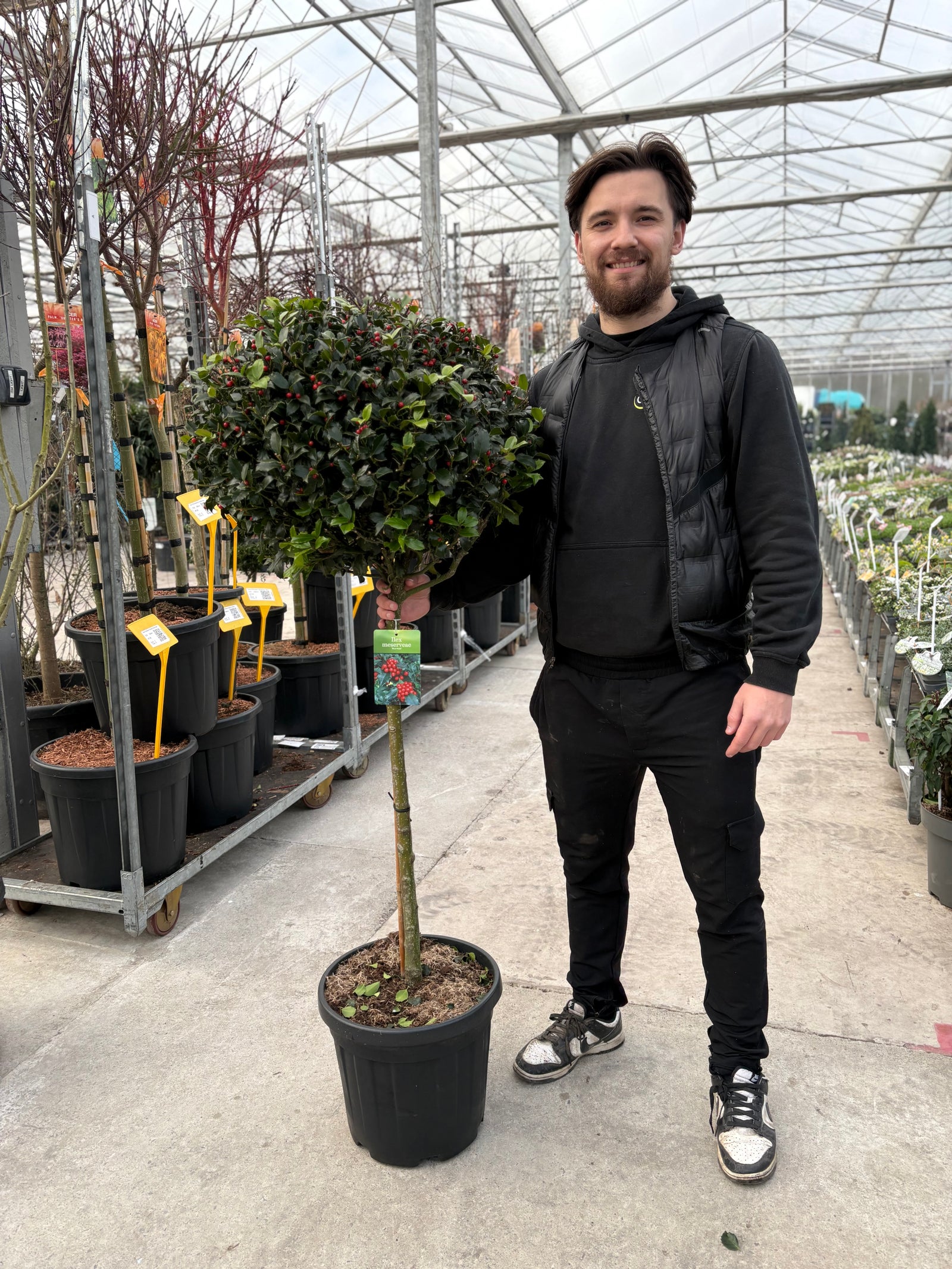 Standard Holly Tree | Ilex meserveae 'Blue Maid'