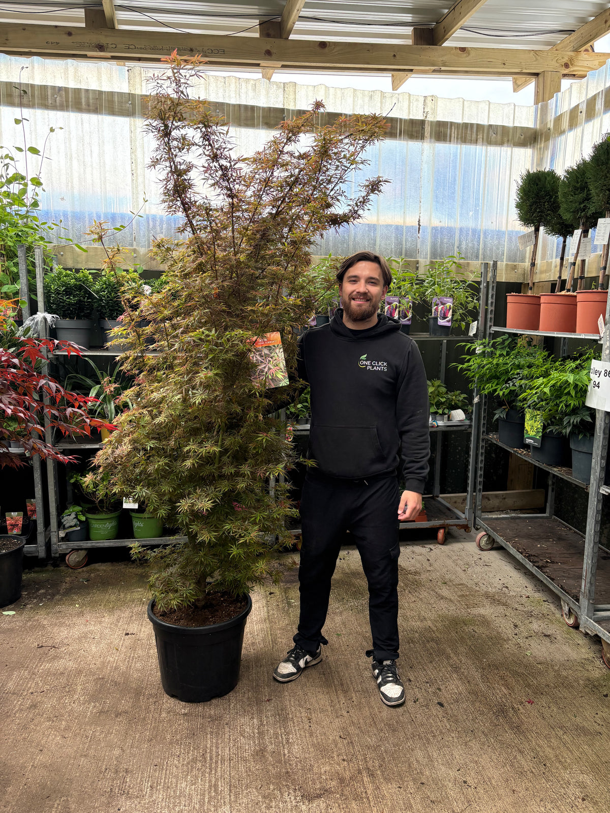 Acer palmatum Jerre Schwartz 3L / 35L