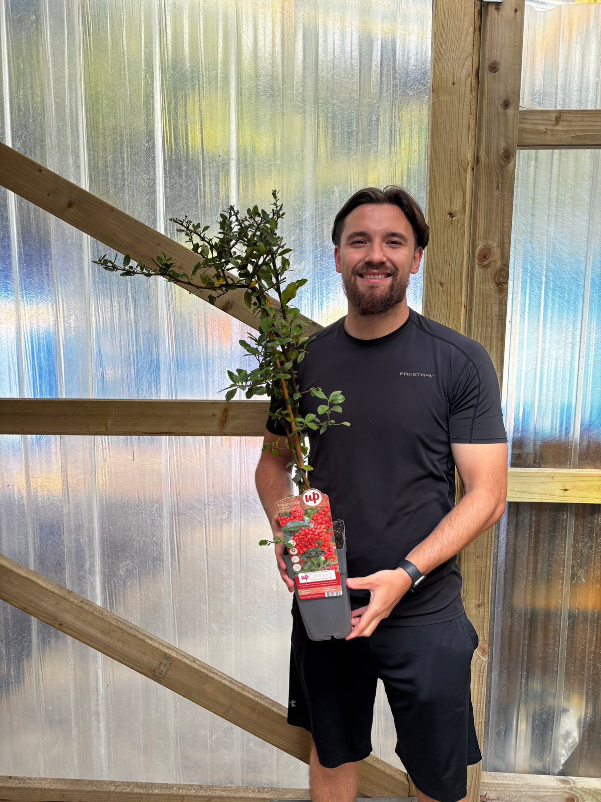 Pyracantha coccinea 'Red Column' 1L/2L