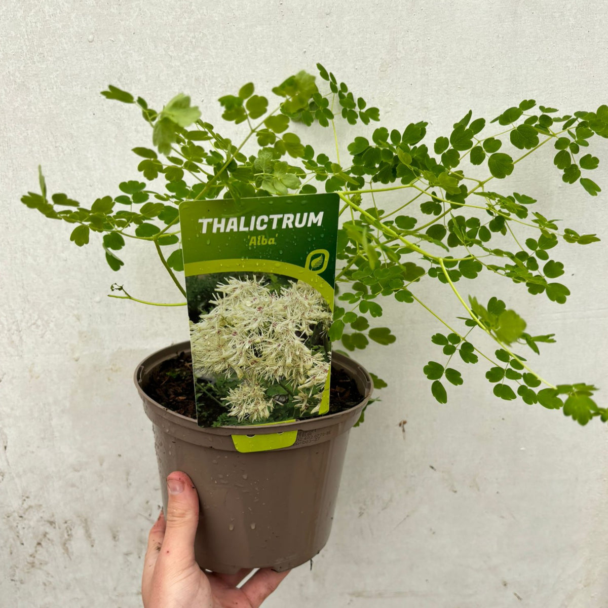 Thalictrum &#39;Alba&#39; 2L