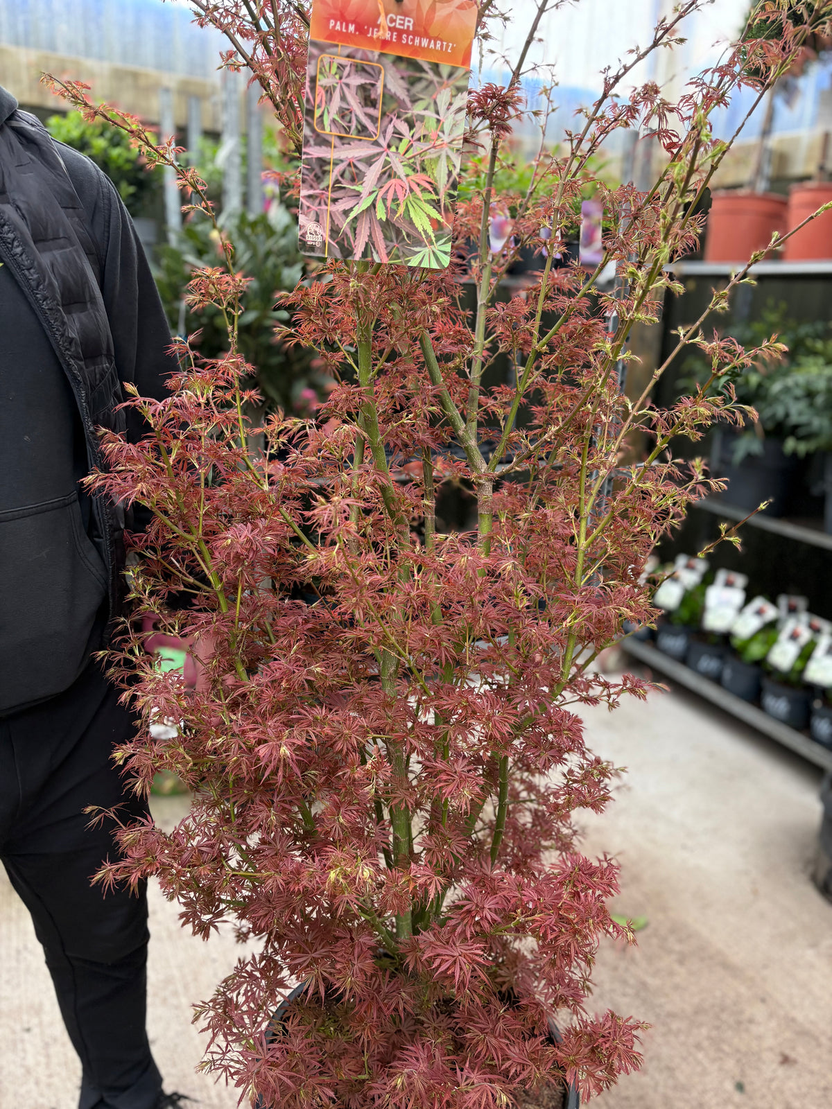 Acer palmatum Jerre Schwartz 3L / 35L