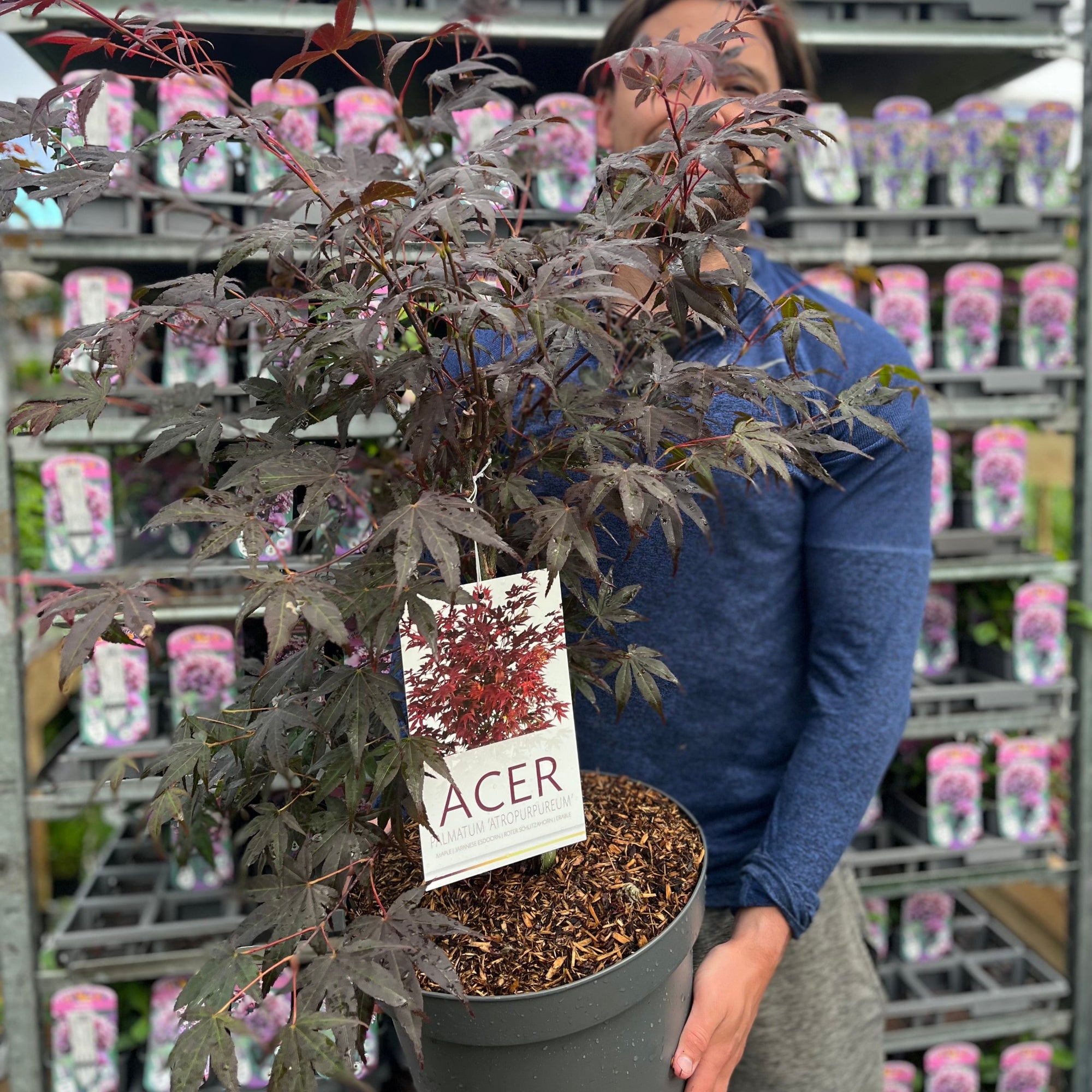 Acer palmatum 'Atropurpureum' 10.5cm / 2L / 3L / 10L