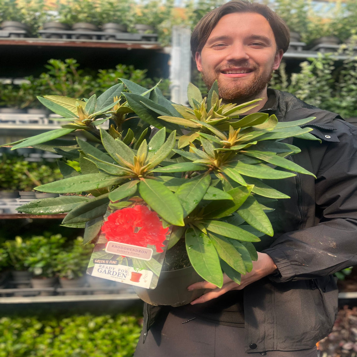 A smiling person with brown hair and a beard holds a Rhododendron &#39;Vulcan&#39;s Flame&#39; 3L—an evergreen shrub with green leaves and vibrant red flowers—while standing in a garden center surrounded by other plants.