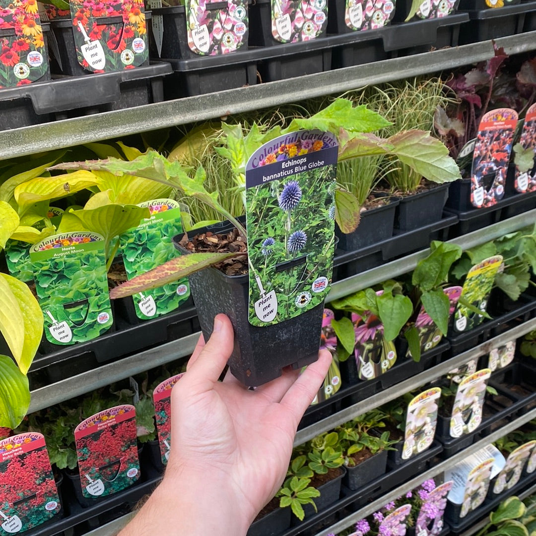 Echinops bannaticus &#39;Blue Globe&#39; 9cm / 2L