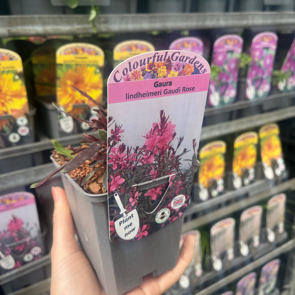 Gaura lindheimeri Gaudi Rose 9cm Pot