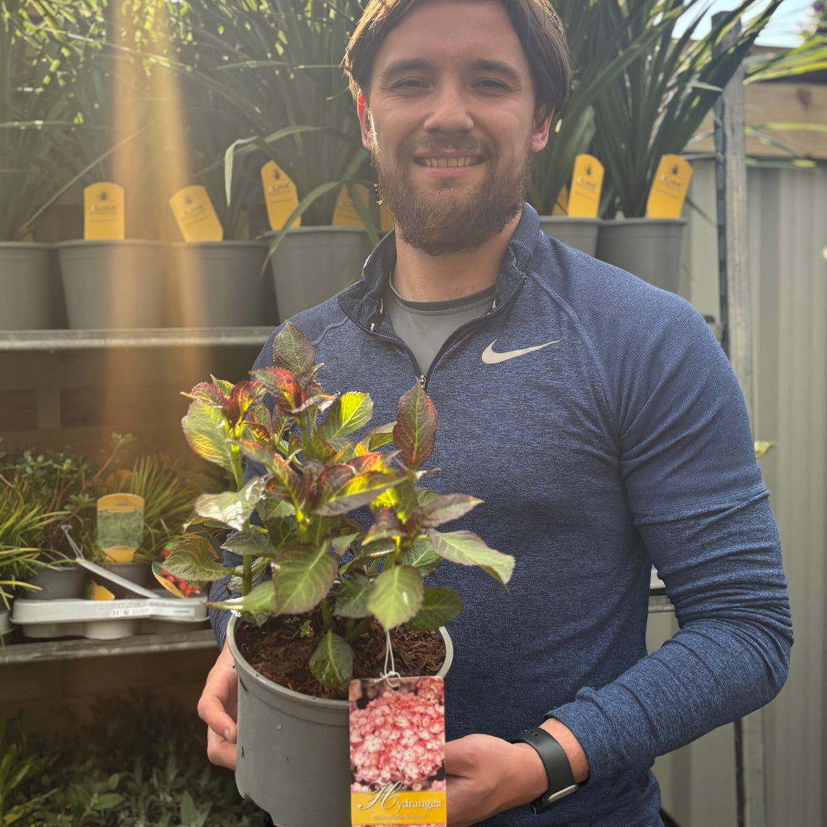 Hydrangea macrophylla &#39;Sabrina&#39; 2L
