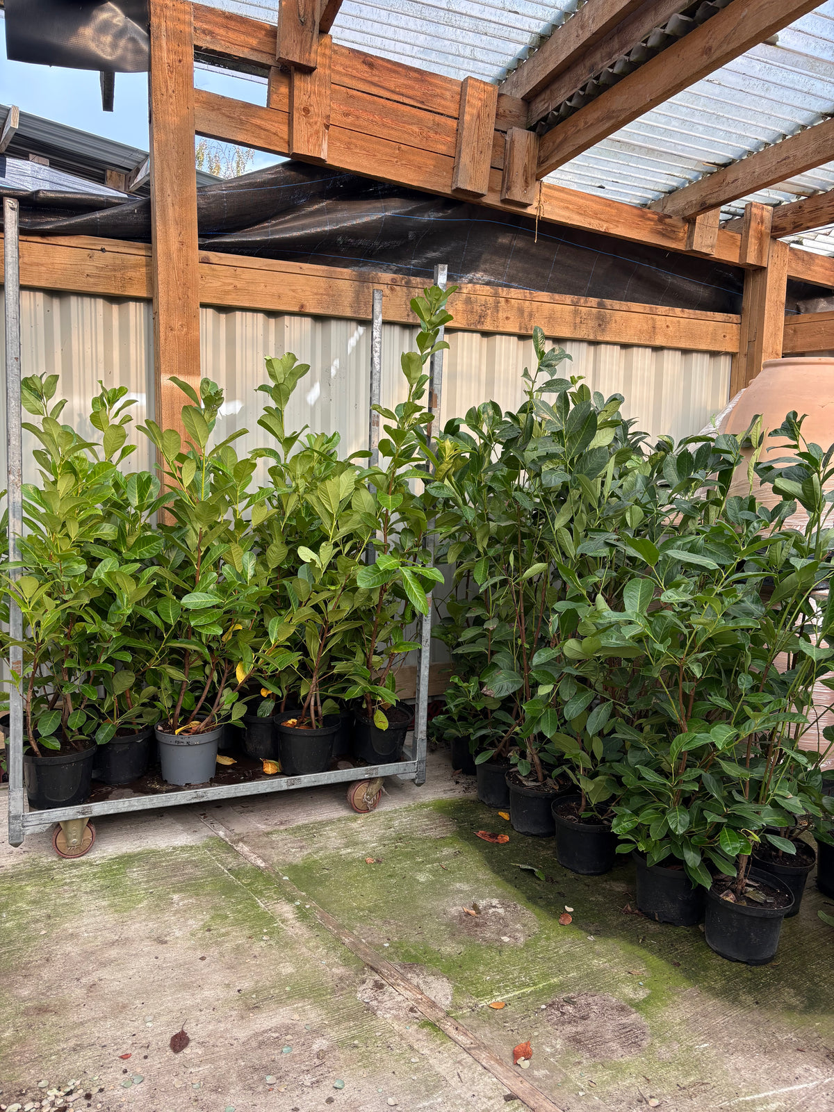 Clearance: A pallet of 50 x 4ft Cherry Laurels (SOLD AS SEEN)