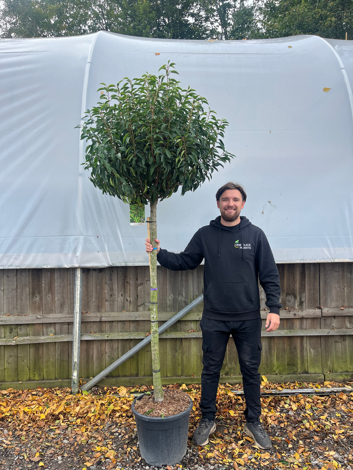 1/2 Standard Portuguese Laurel Tree 2m (stem 1.3m + head)
