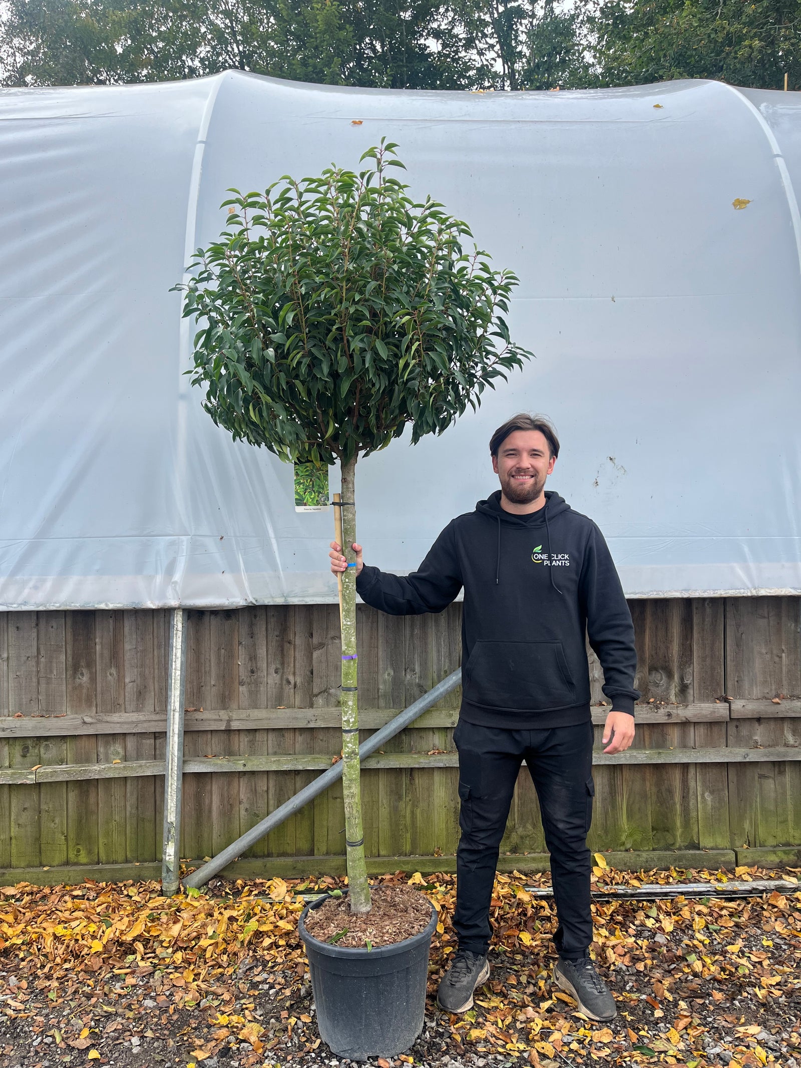 1/2 Standard Portuguese Laurel Tree 2m (stem 1.3m + head)