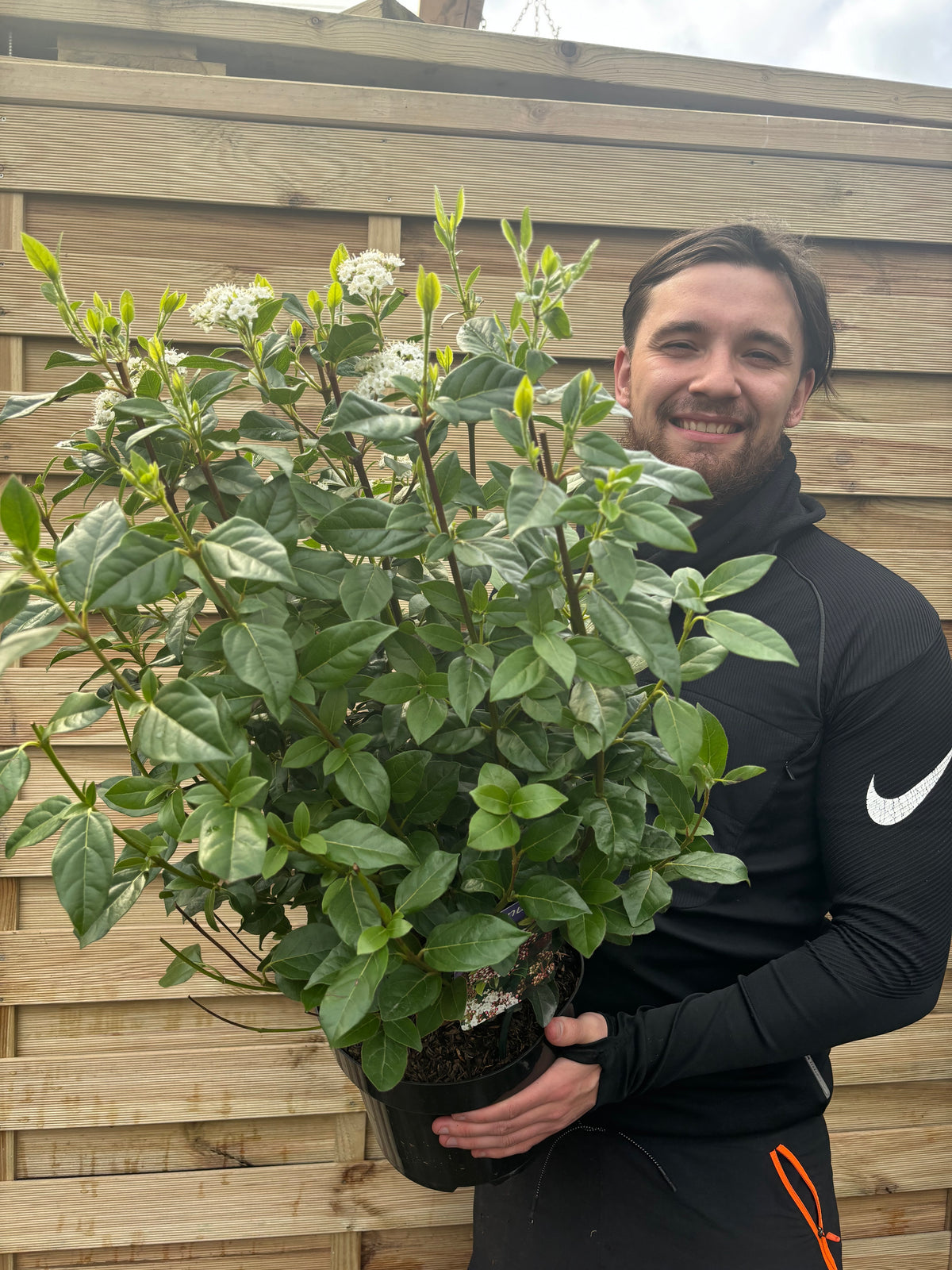 Viburnum tinus &#39;Eve Price&#39; 9cm-7.5L