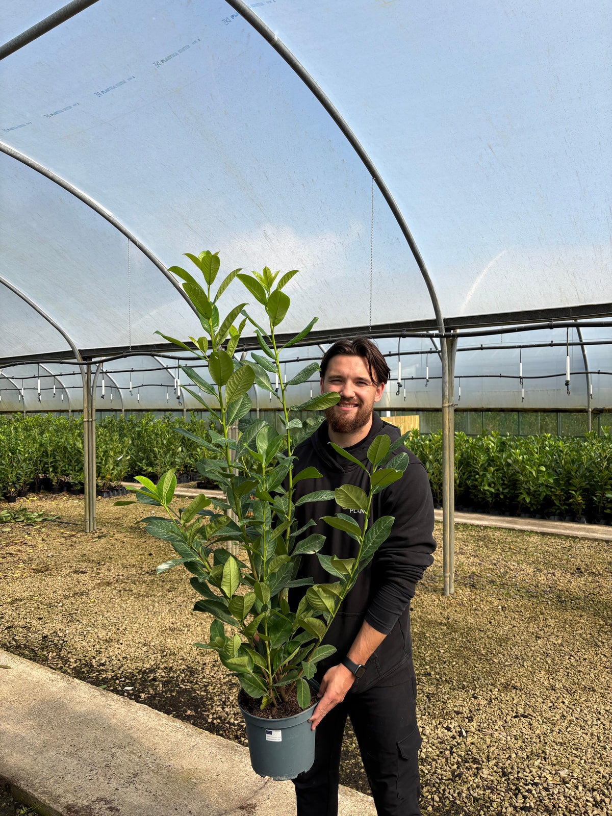 4ft (110-120cm) Potted Cherry Laurel Hedge Plants