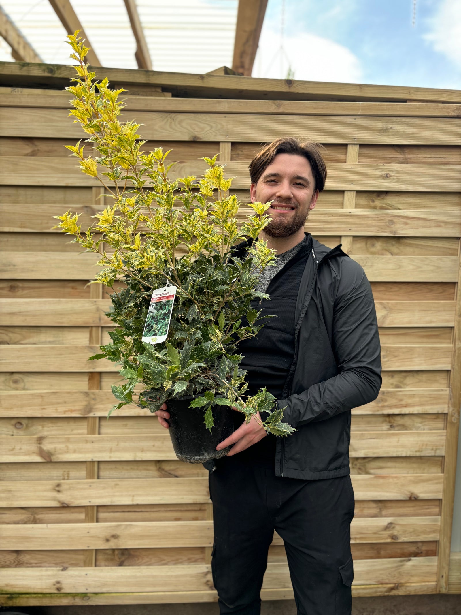 A smiling man in black stands before a wooden fence, holding an Osmanthus heterophyllus 'Goshiki' (False Holly) 5L 70-80cm with low maintenance, glossy, variegated green and yellow holly-like leaves.