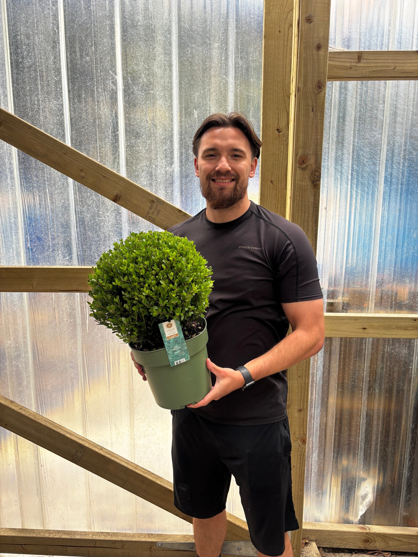 Ilex crenata 'Jenny' Ball
